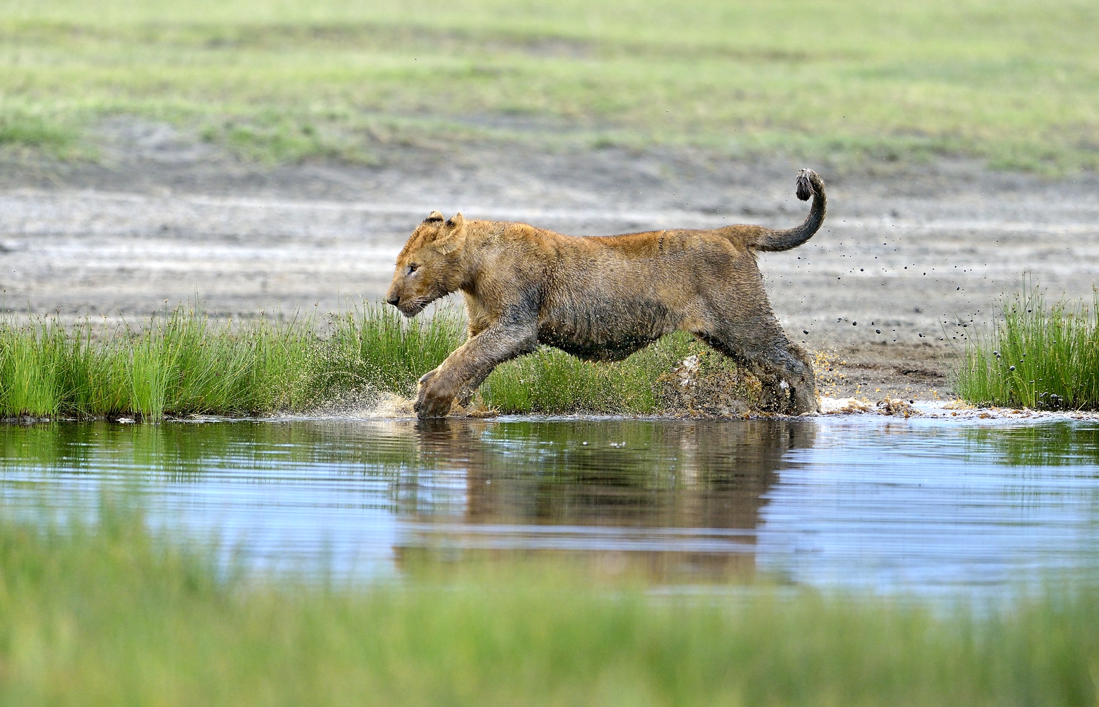 Ngotrongoro Cons. Area -  Giochi di giovani leoni