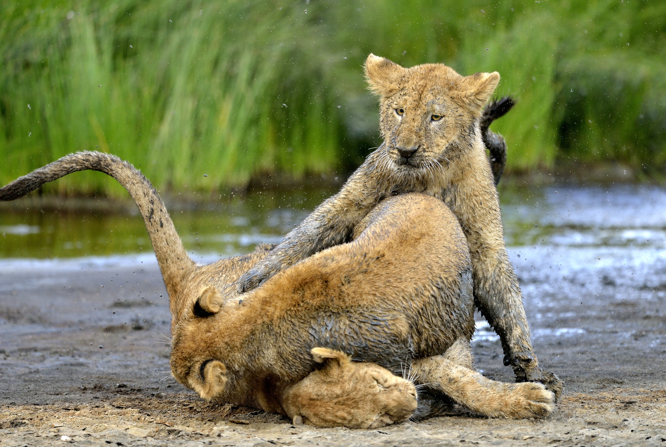 Ngotrongoro Cons. Area -  Giochi di giovani leoni