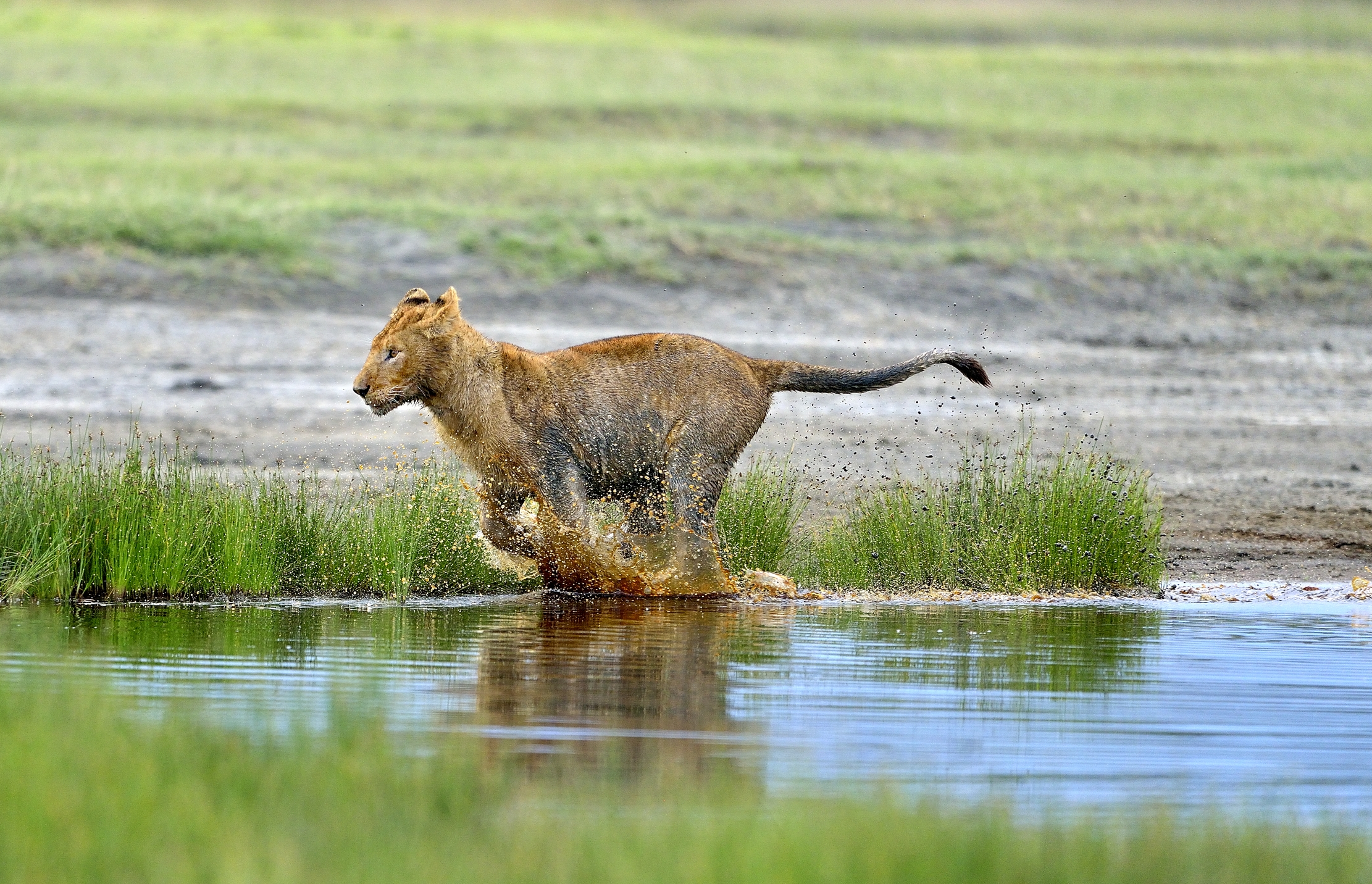 Ngotrongoro Cons. Area -  Giochi di giovani leoni