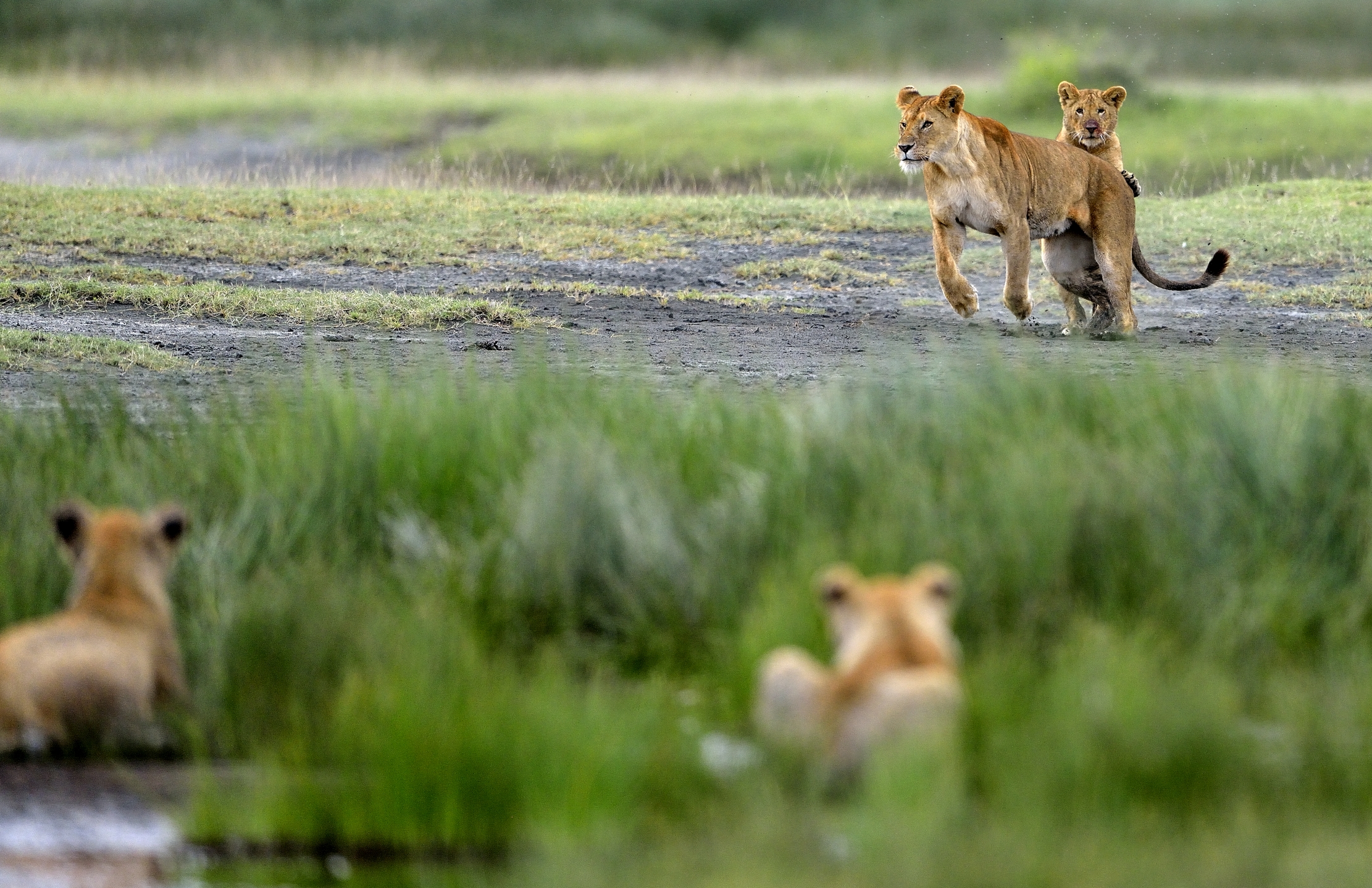 Ngotrongoro Cons. Area -  Giochi di giovani leoni