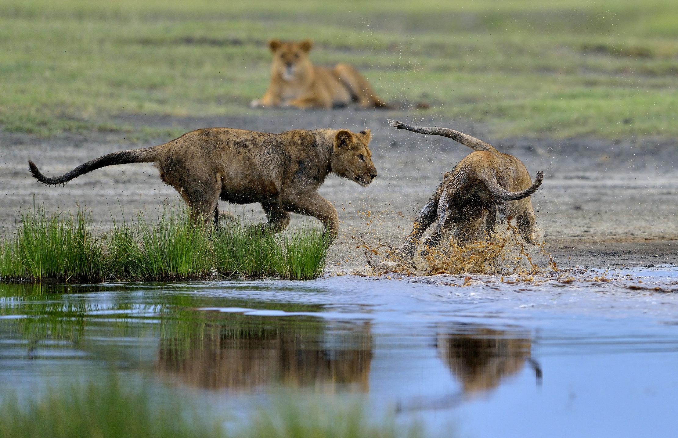 Ngotrongoro Cons. Area -  Giochi di giovani leoni