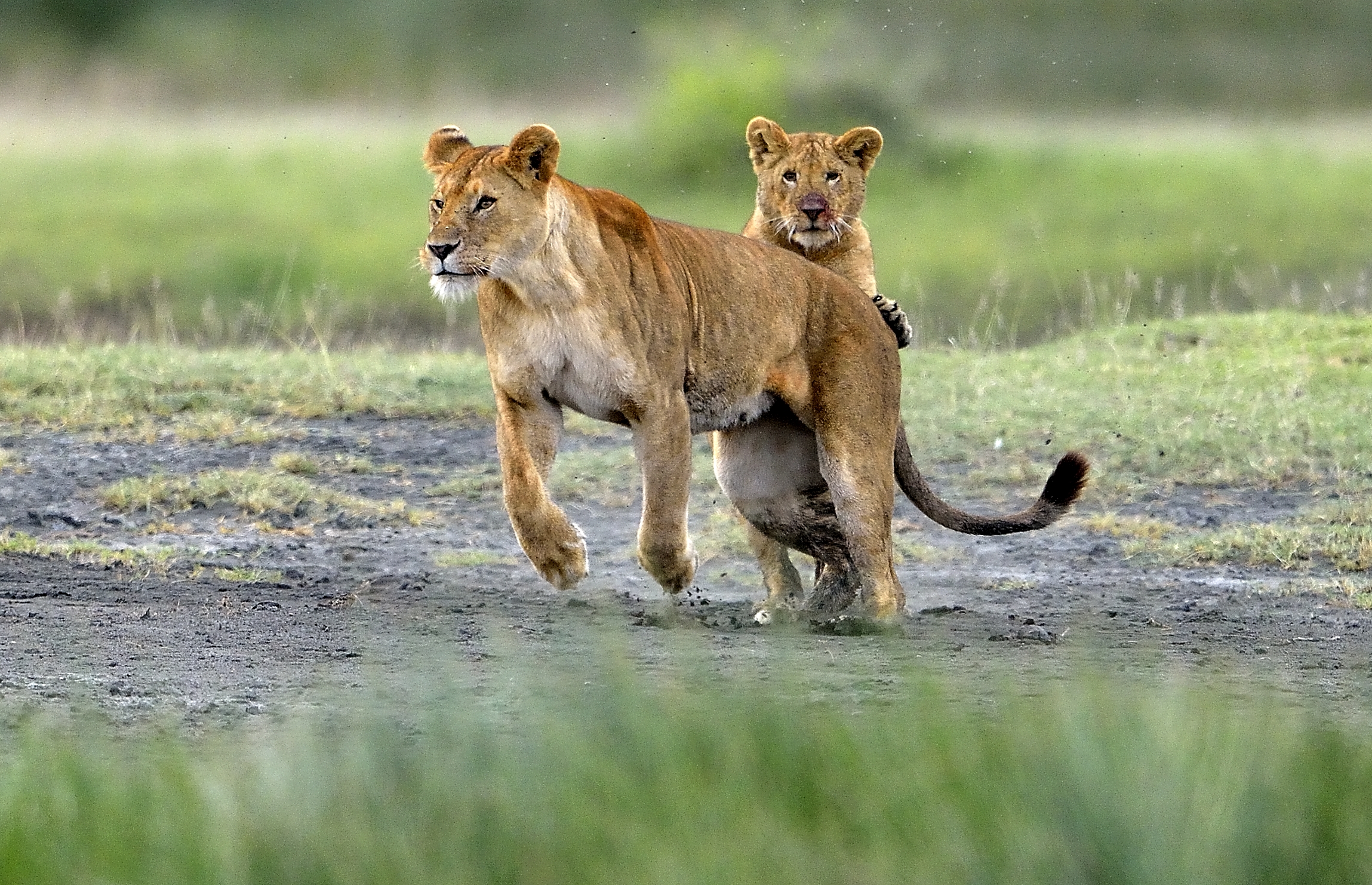 Ngotrongoro Cons. Area -  Giochi di giovani leoni