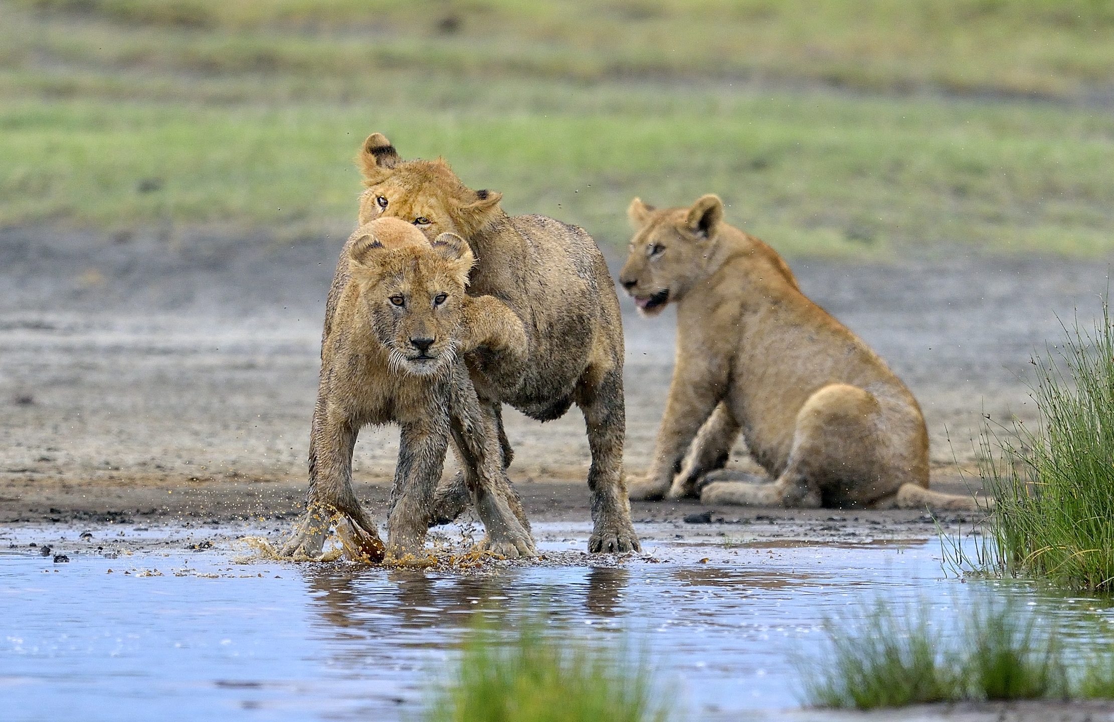 Ngotrongoro Cons. Area -  Giochi di giovani leoni