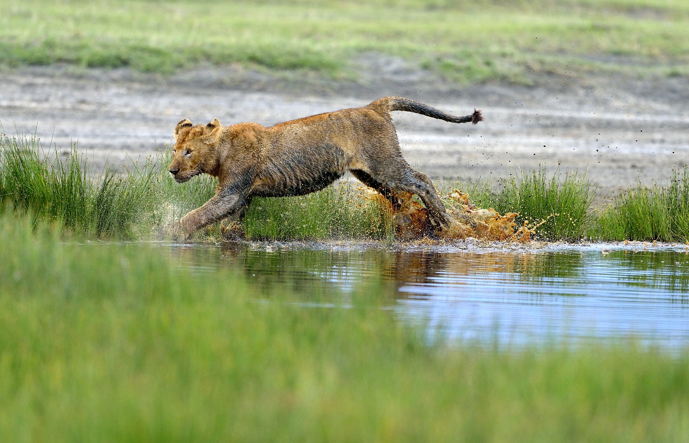 Ngotrongoro Cons. Area -  Giochi di giovani leoni
