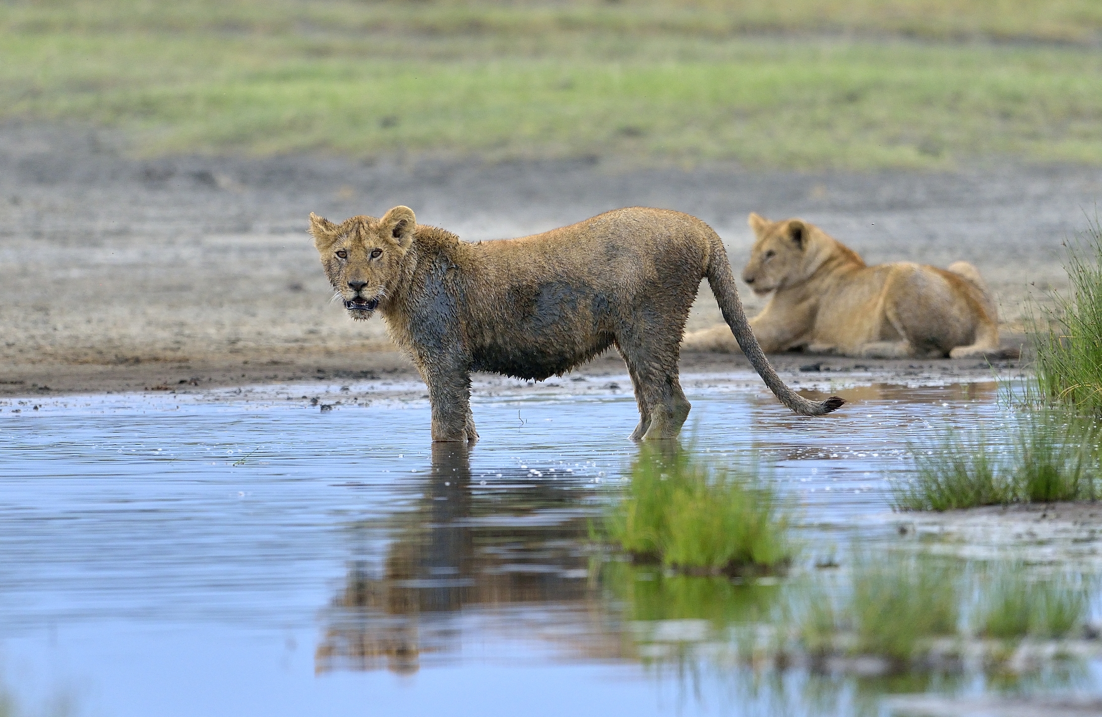 Ngotrongoro Cons. Area -  Giochi di giovani leoni