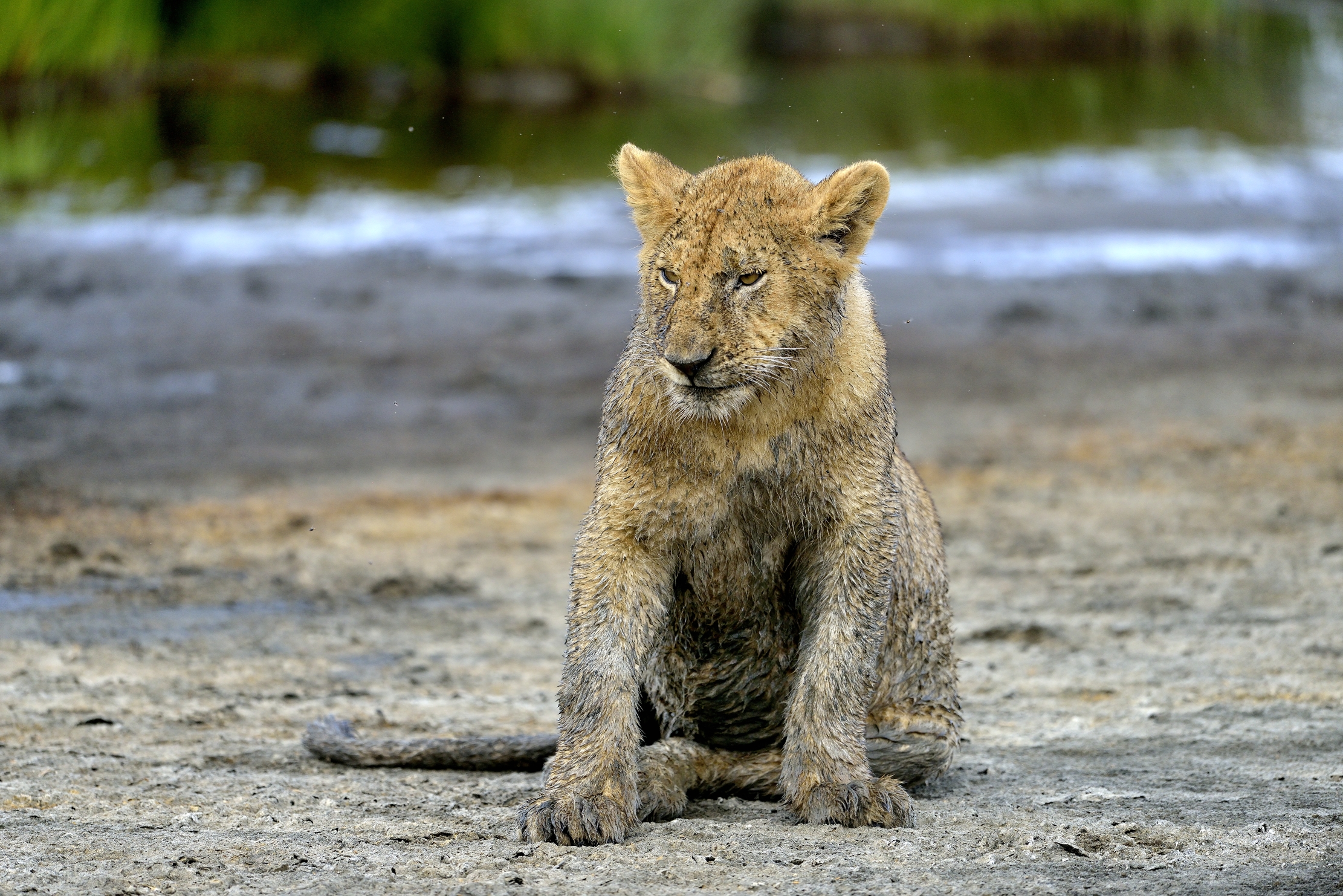 Ngotrongoro Cons. Area - giovani leoni