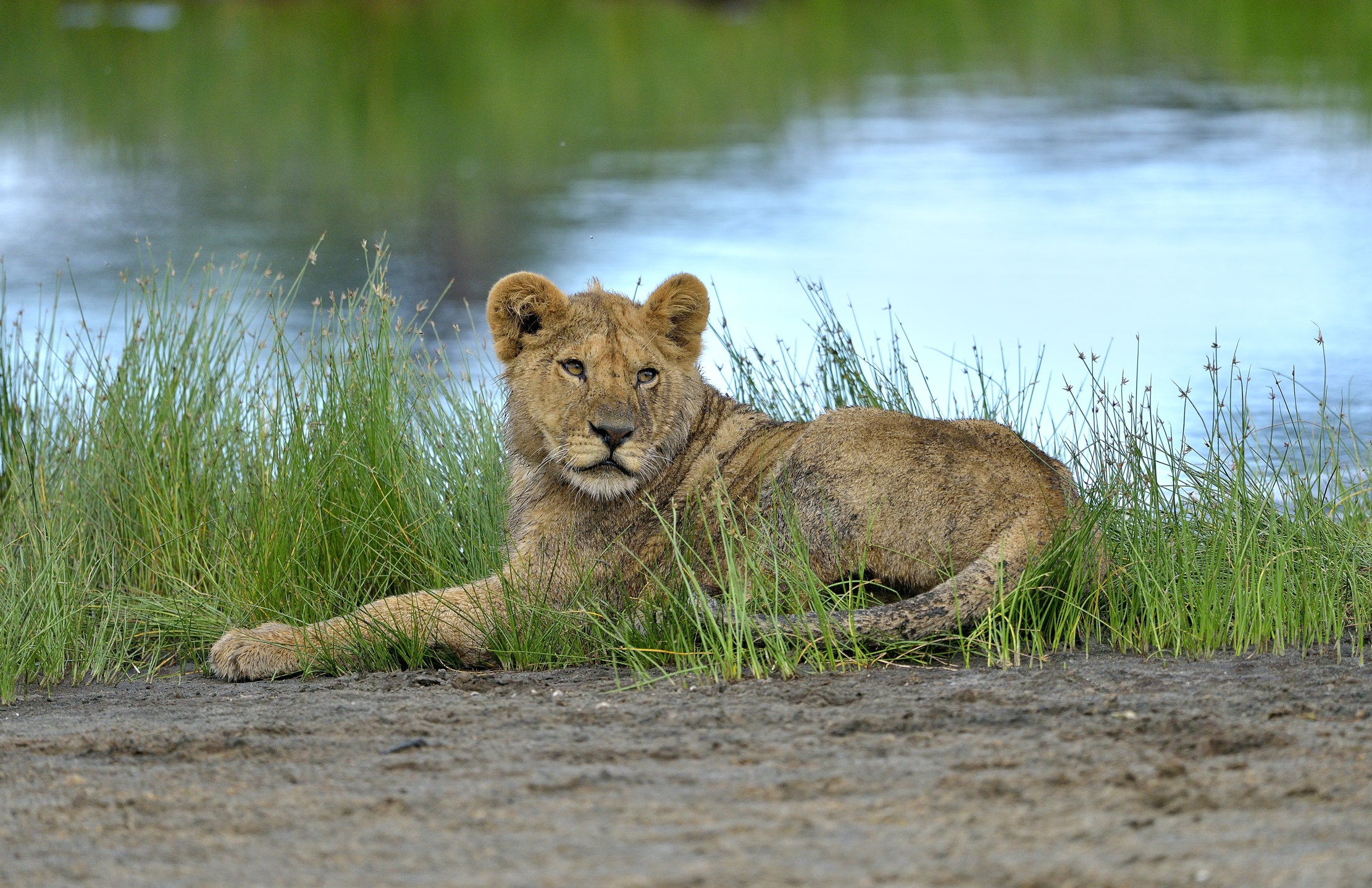 Ngotrongoro Cons. Area - giovani leoni
