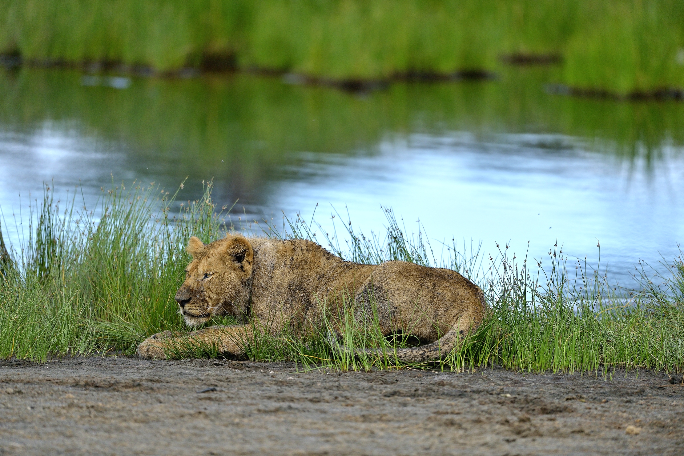 Ngotrongoro Cons. Area - giovani leoni