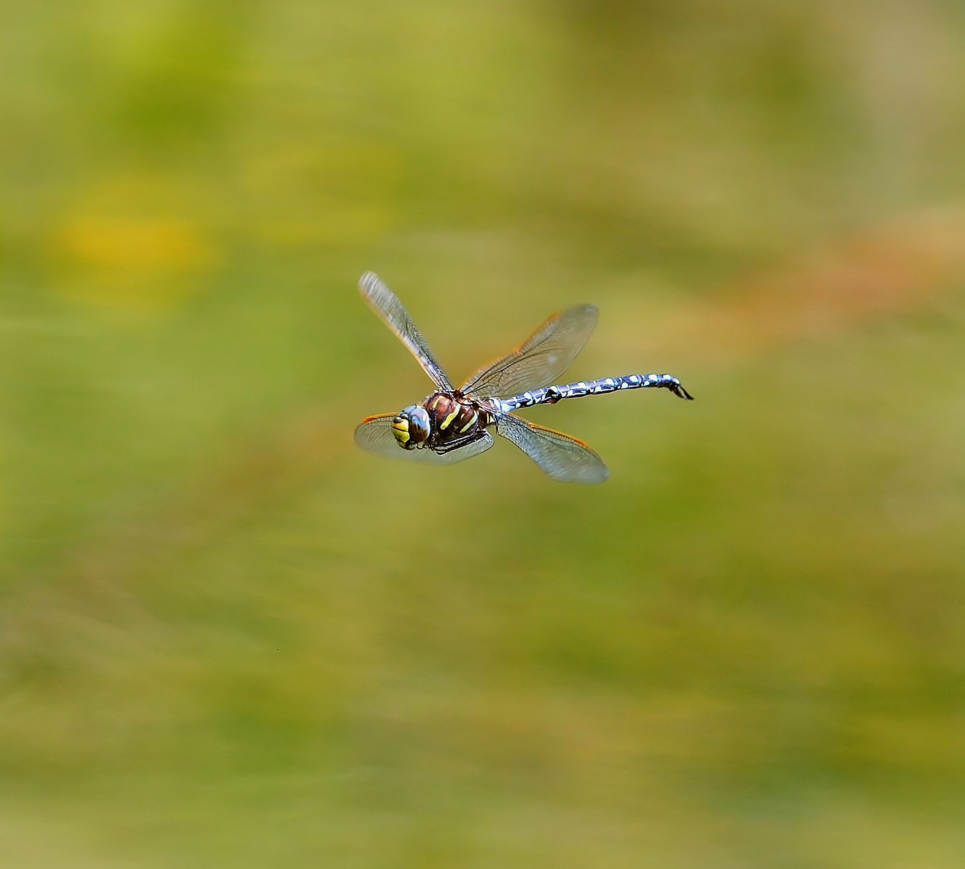 dragonfly