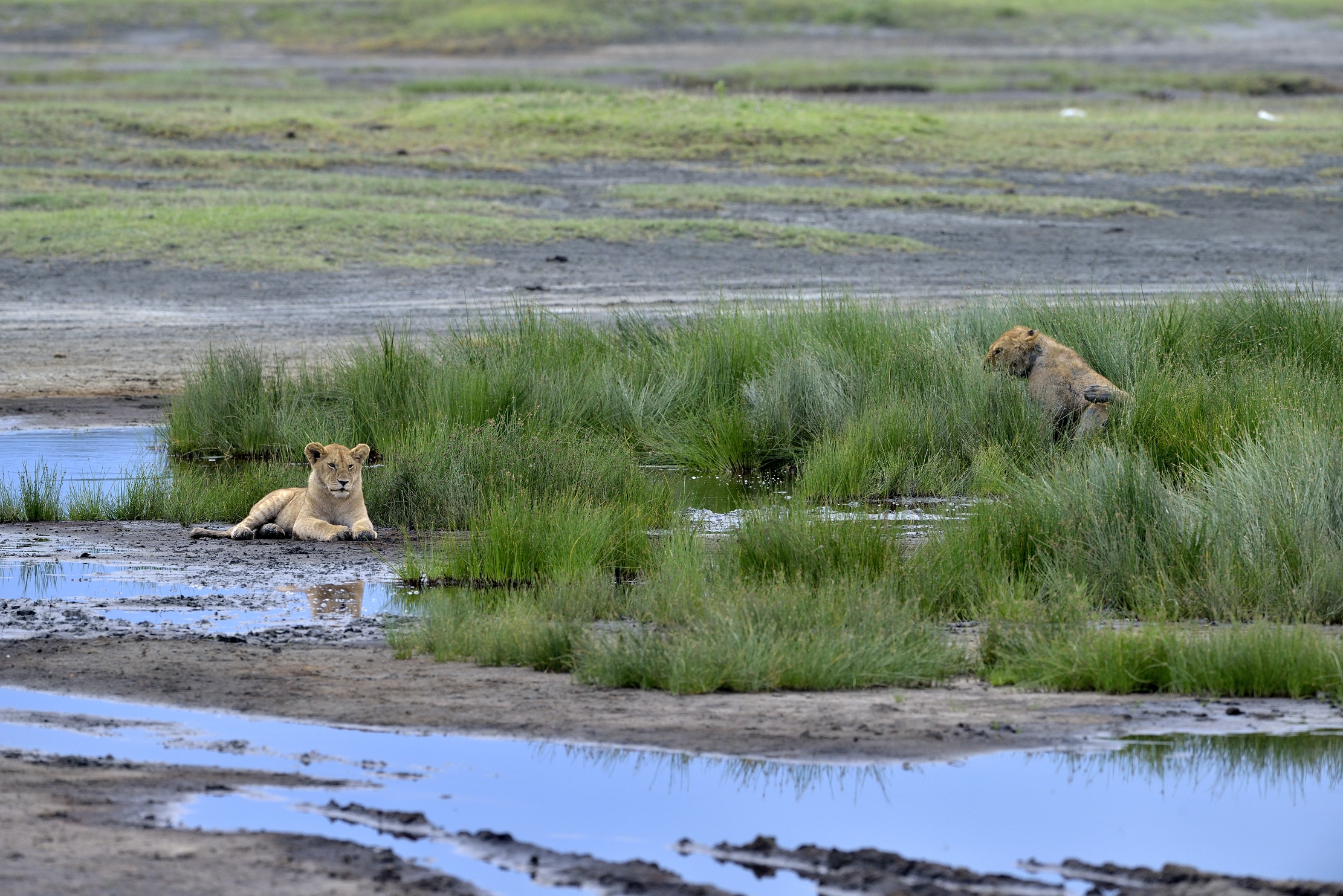 Ngotrongoro Cons. Area - giovani leoni