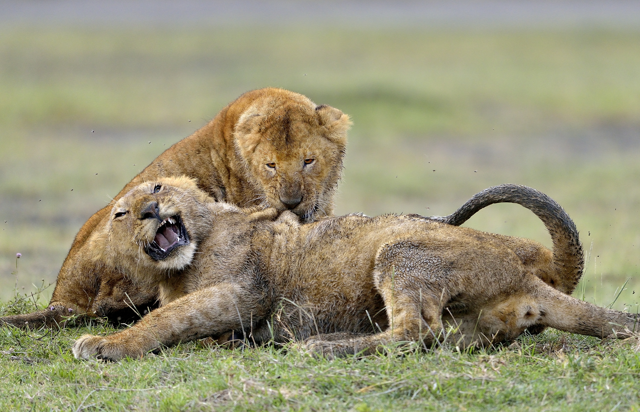 Ngotrongoro Cons. Area - giovani leoni