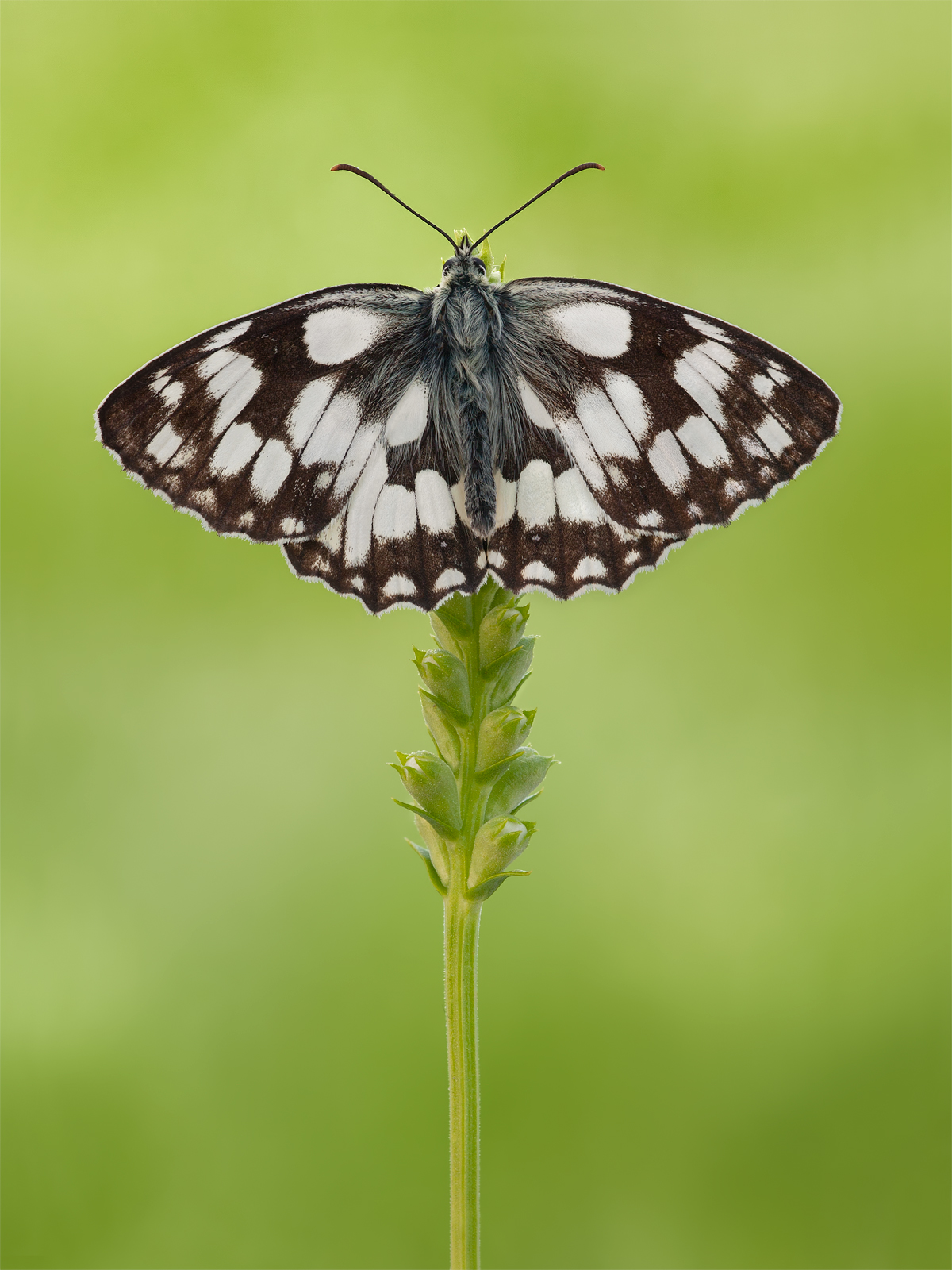 Marbled White