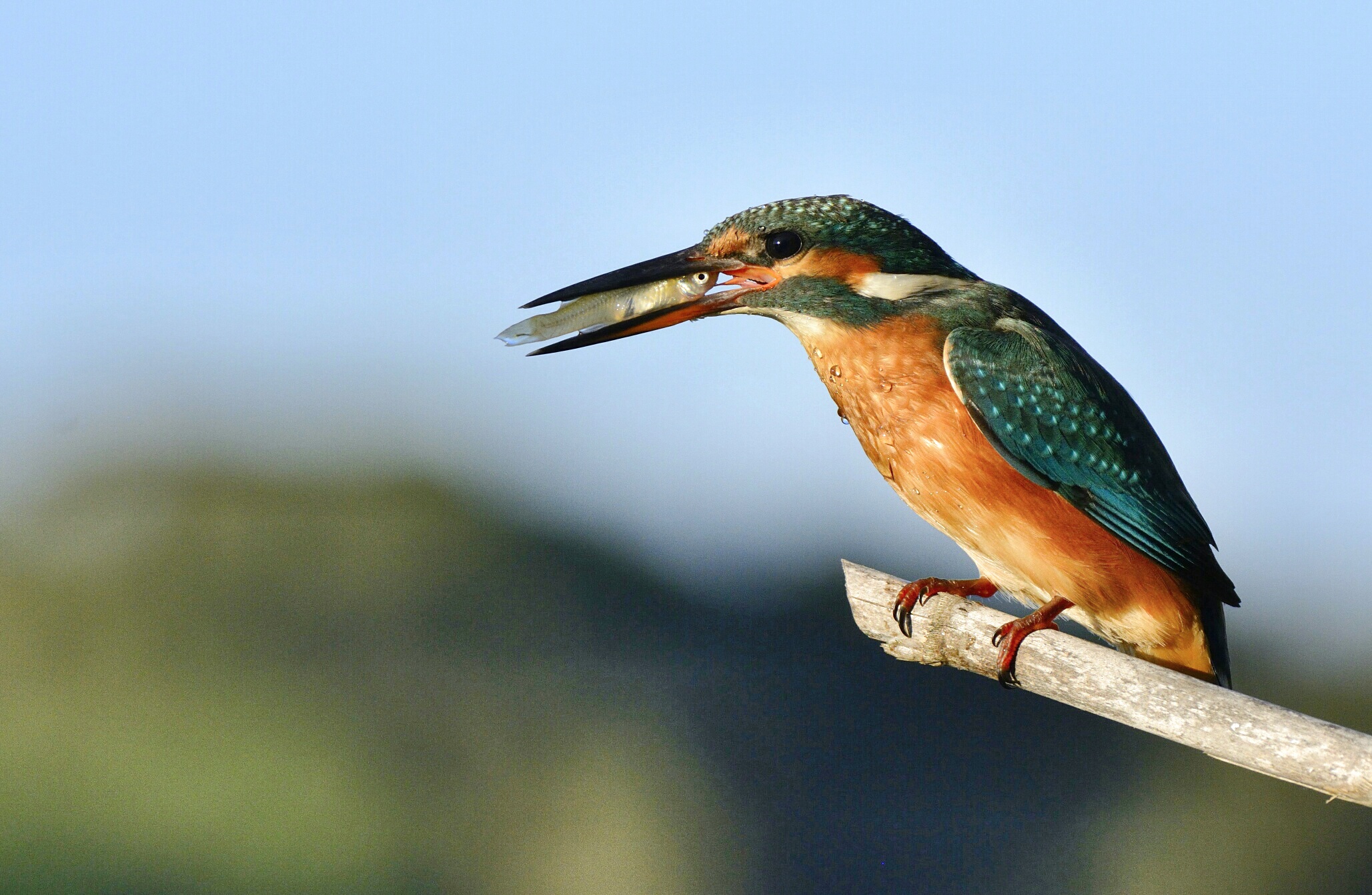 martino...primo della stagione