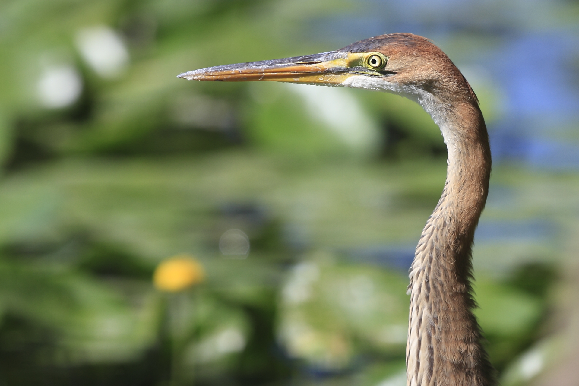 Closeup of a young heron