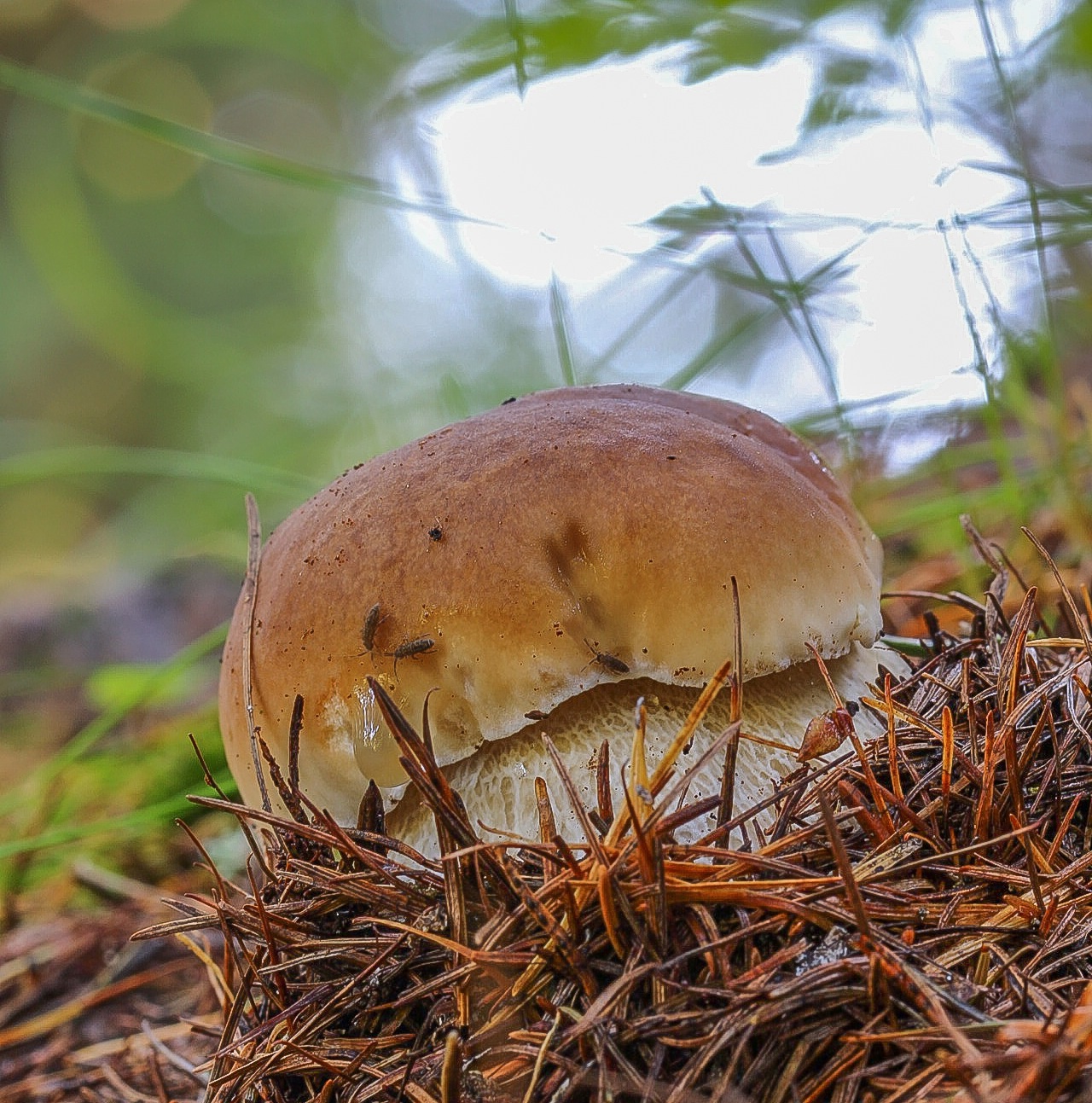 Boletus edulis