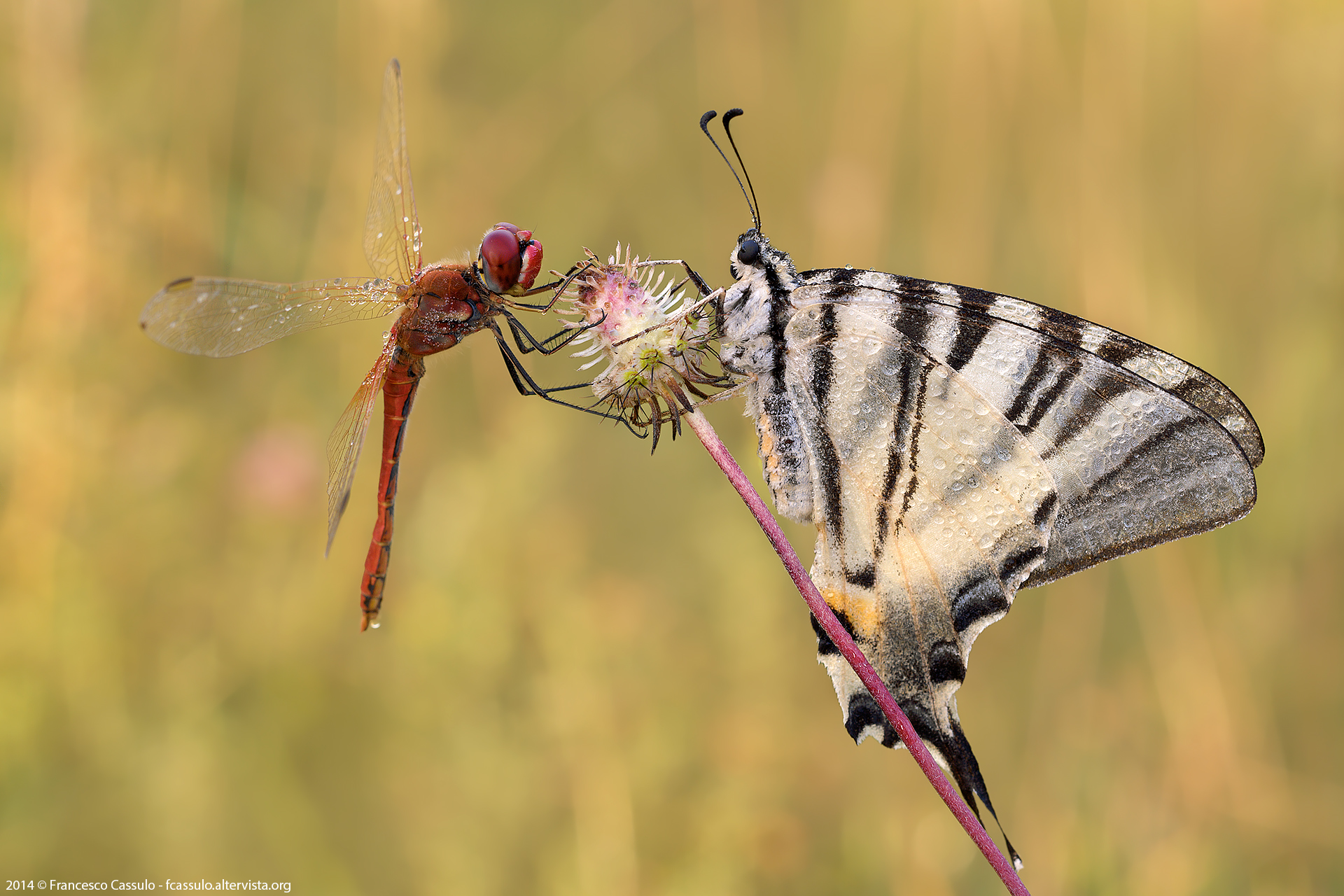 Sympetrum fonscolombii and Podalirius