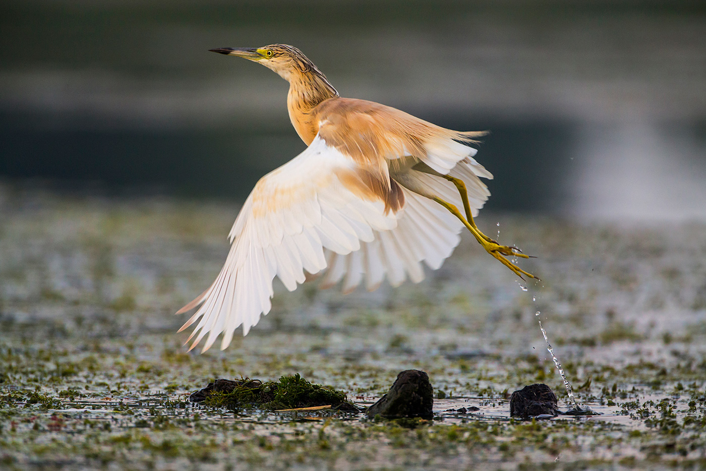 La sgarza prende il volo....