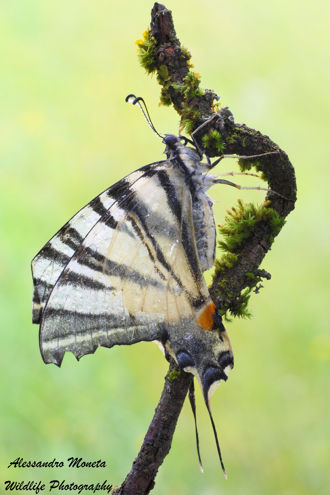 Scarce Swallowtail