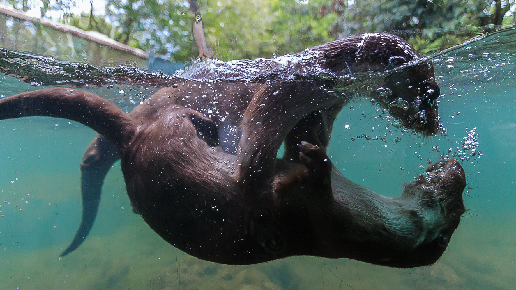 Summer Games Otters!