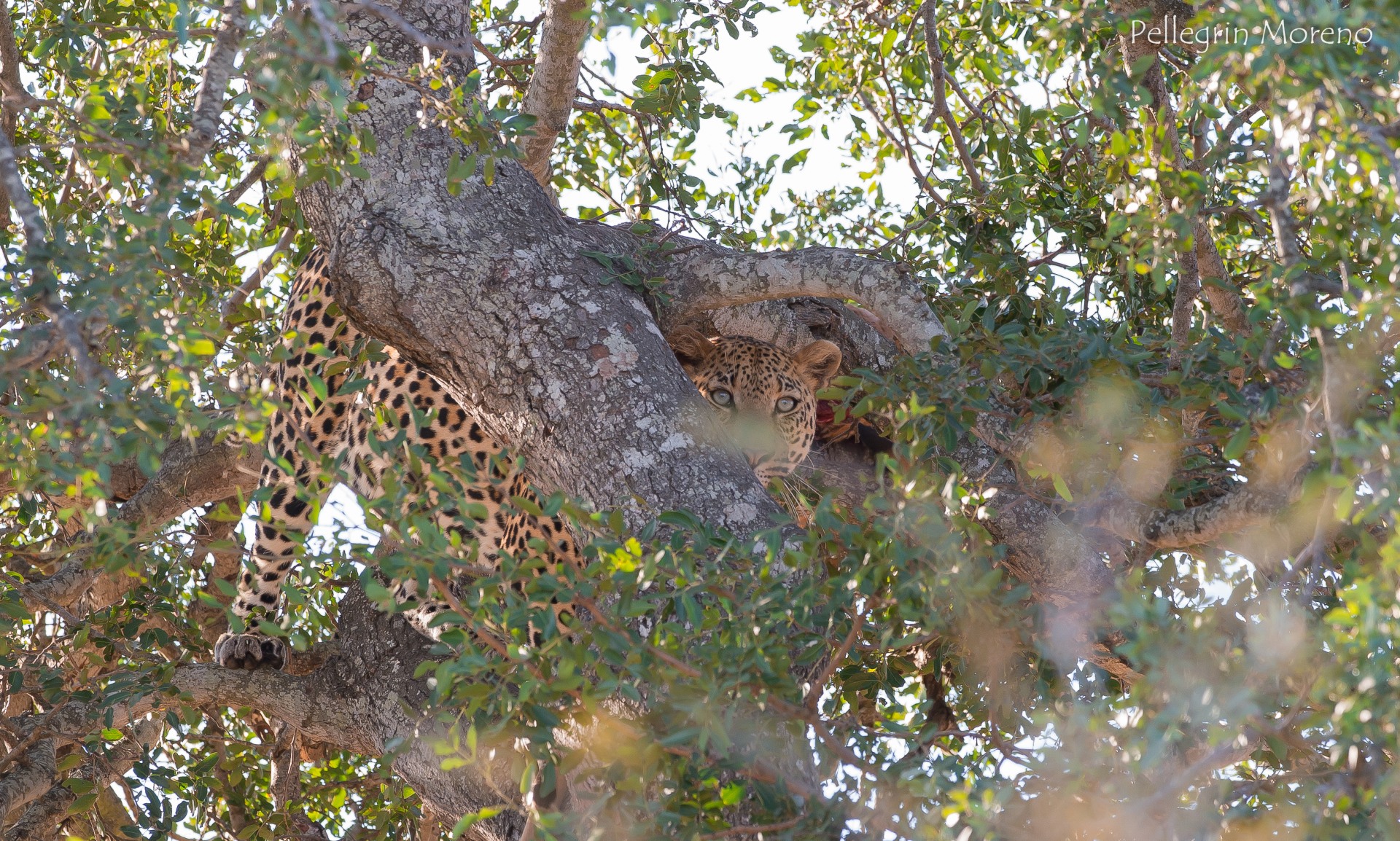 il predatore ci osserva