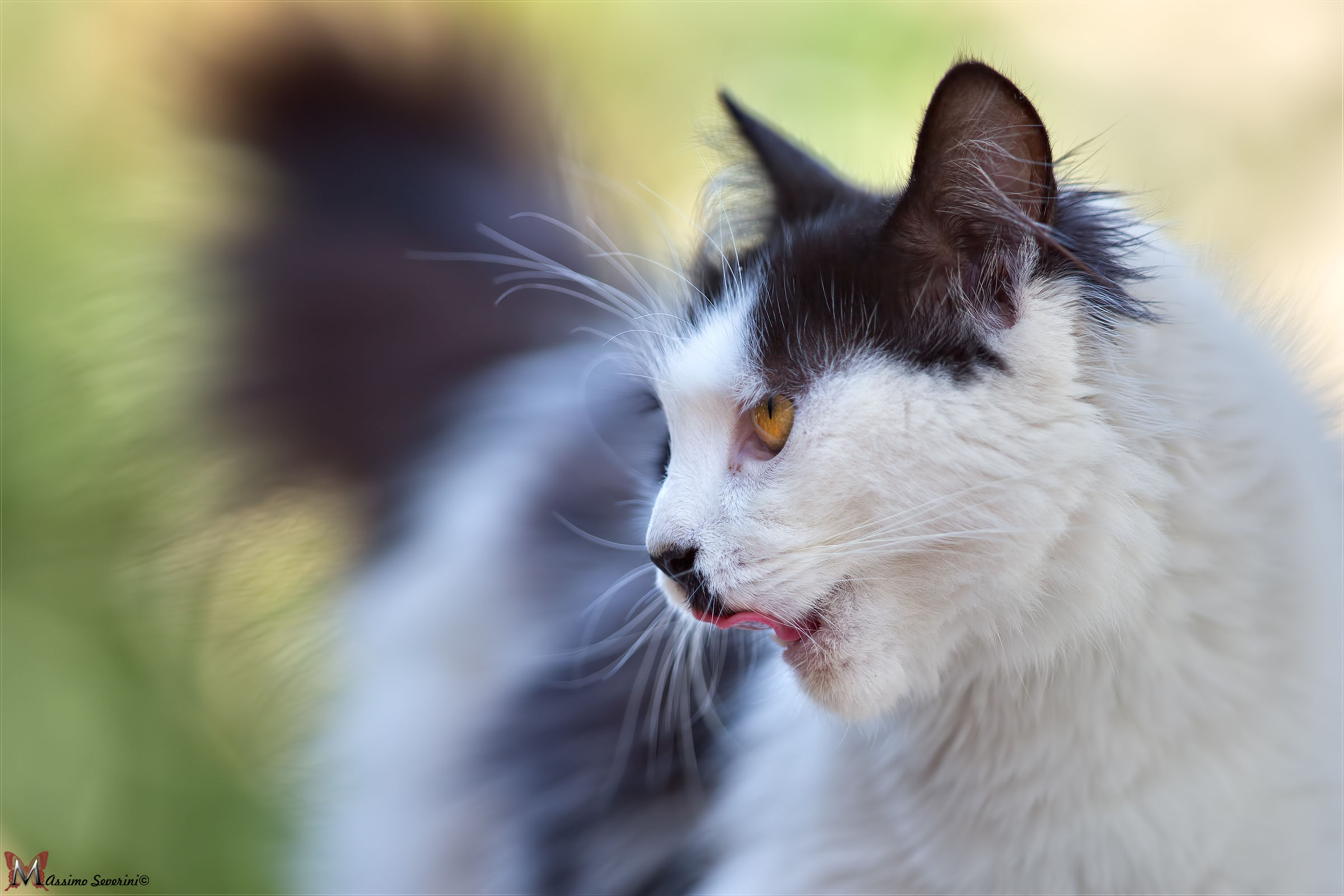 He will not escape me ... You're my ...