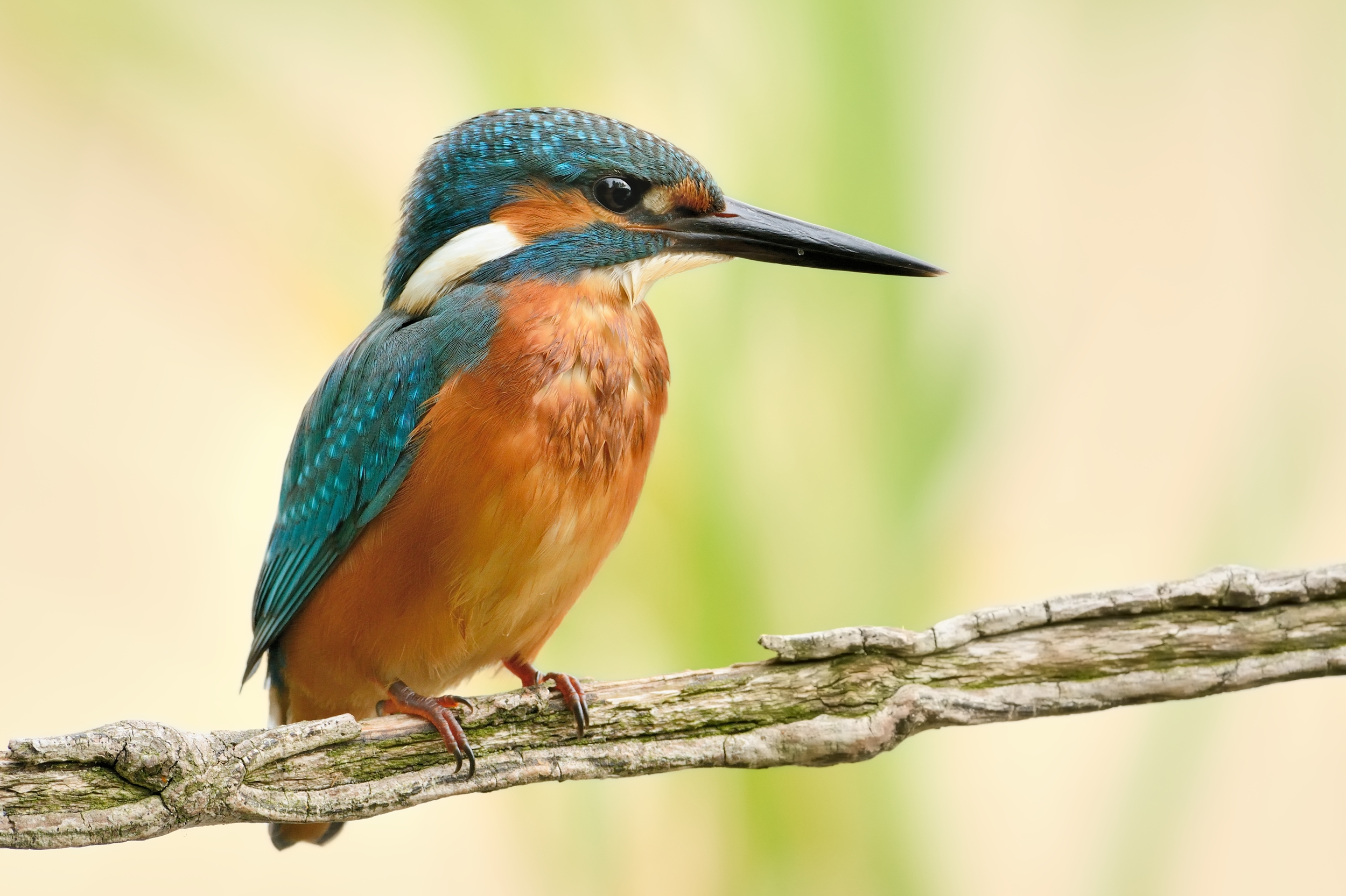 Kingfisher.