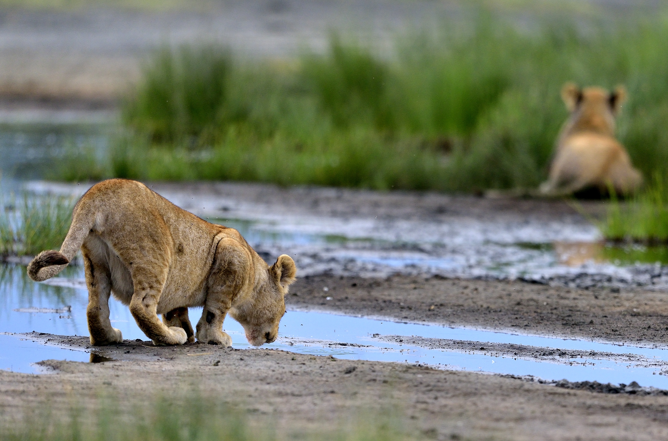 Ngorongoro Conservation Area - Giovani leoni