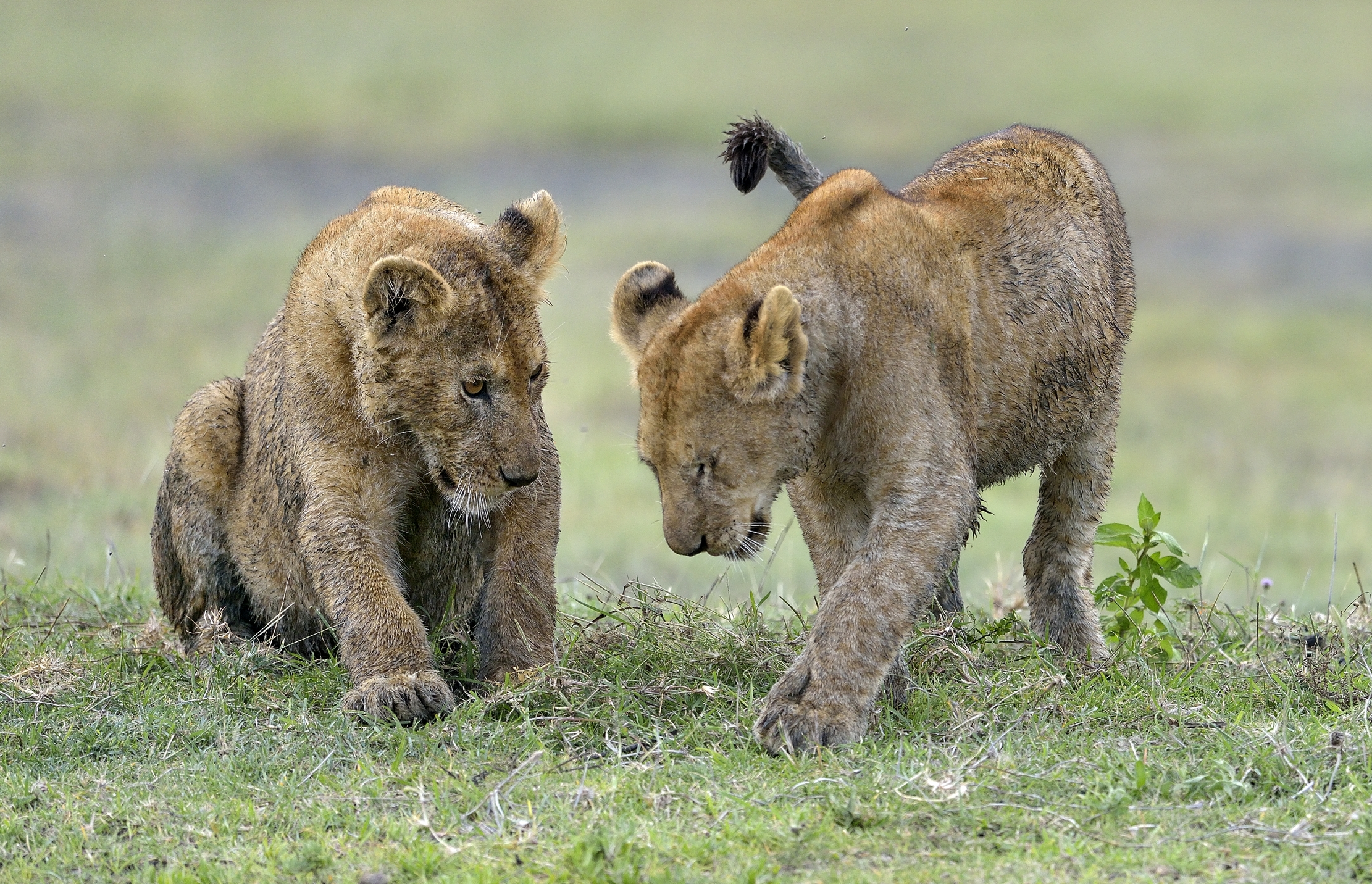 Ngorongoro Conservation Area - Giovani leoni
