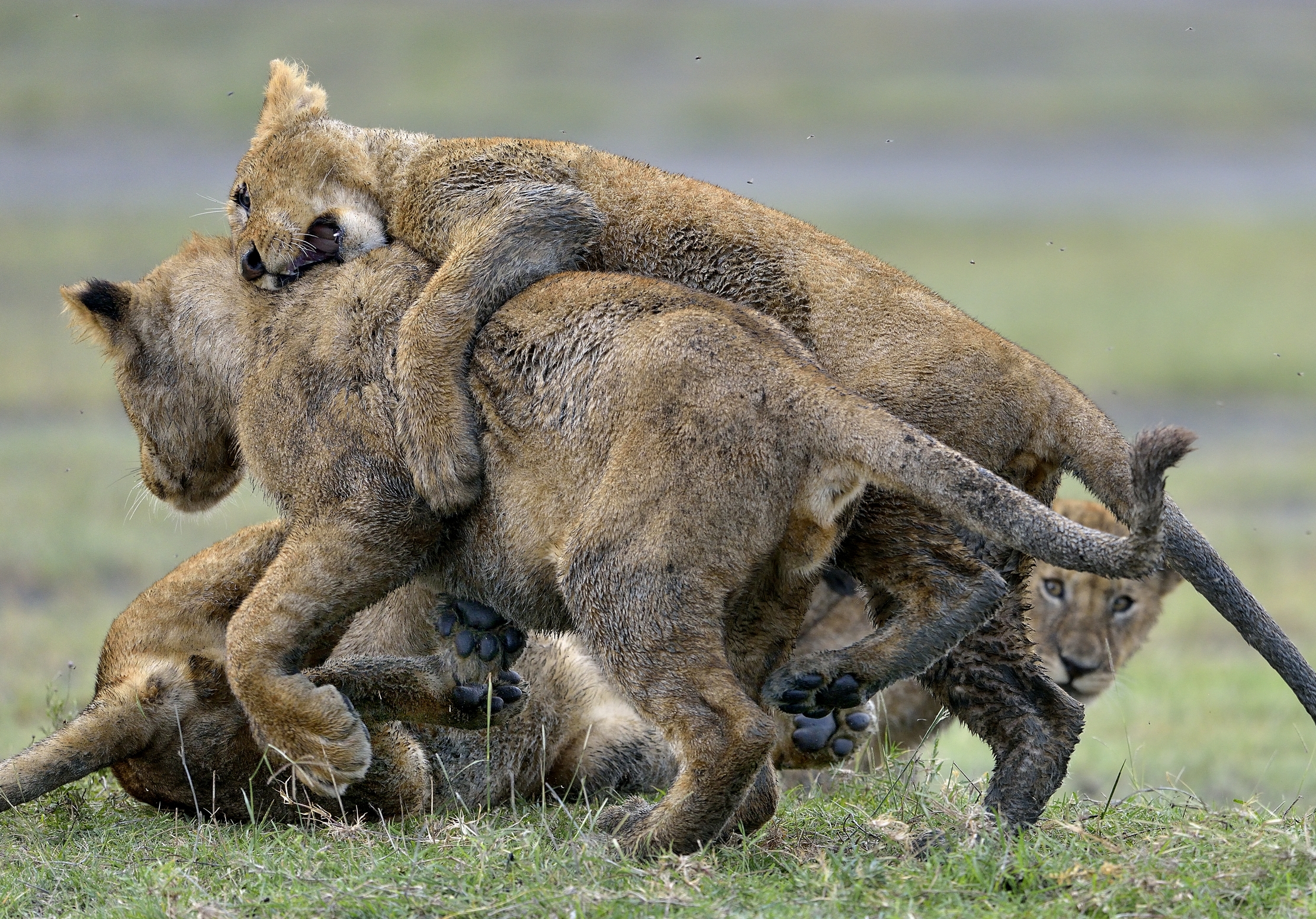 Ngorongoro Conservation Area - Giovani leoni