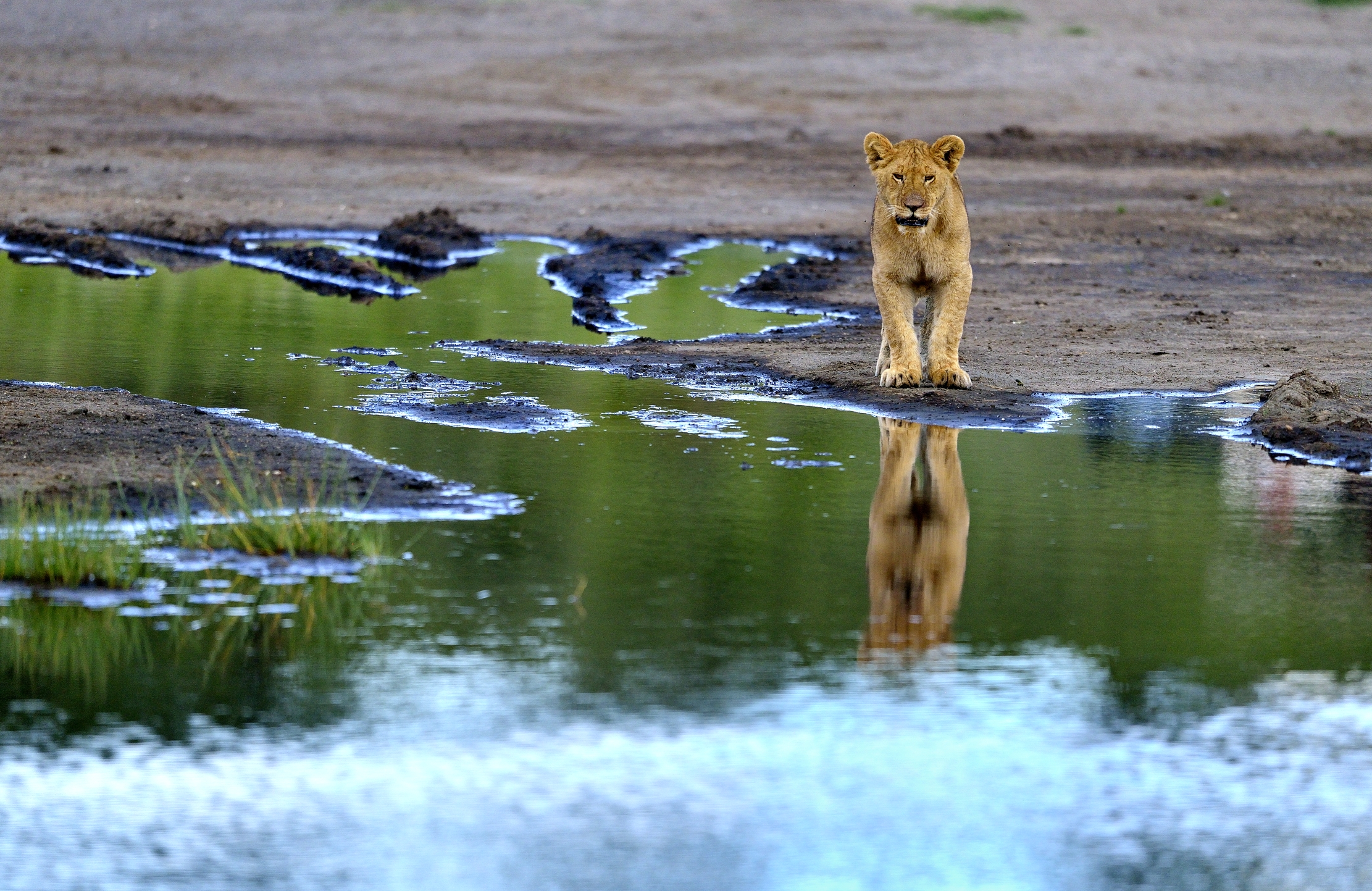 Ngorongoro Conservation Area - Giovani leoni