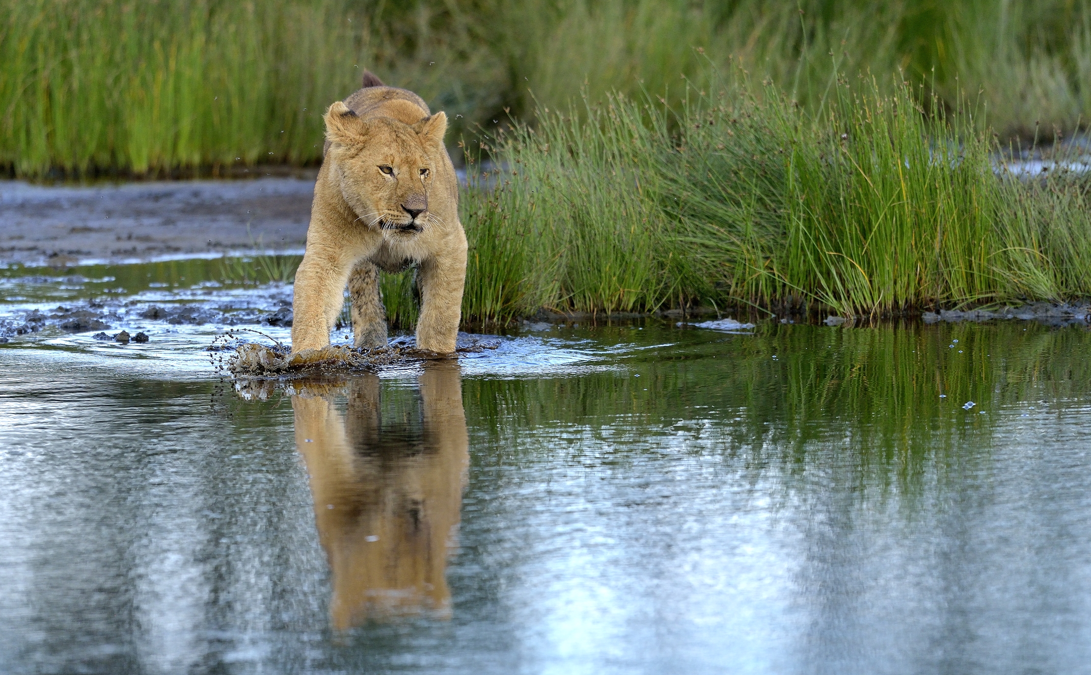 Ngorongoro Conservation Area - Giovani leoni