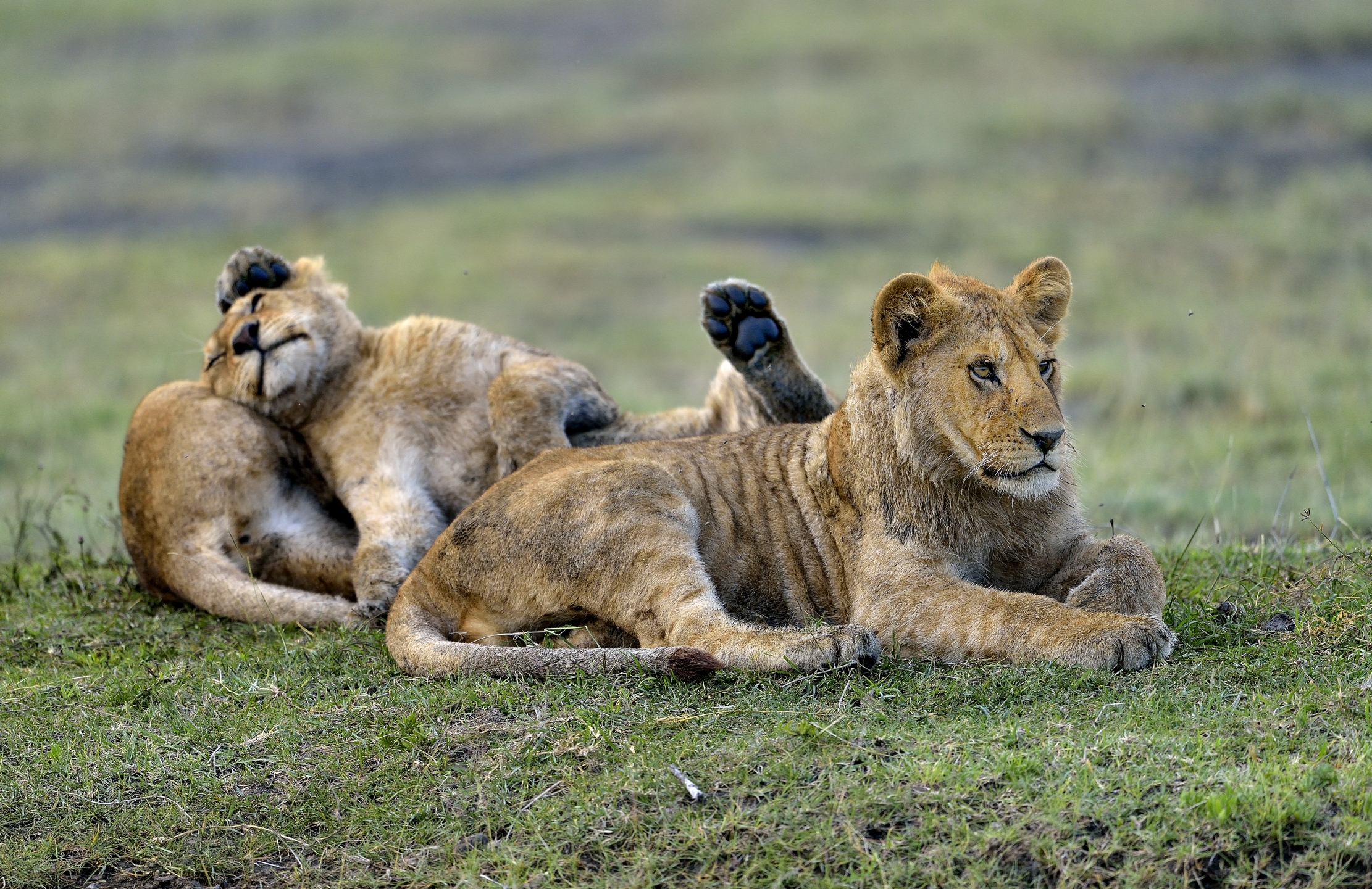 Ngorongoro Conservation Area - Giovani leoni