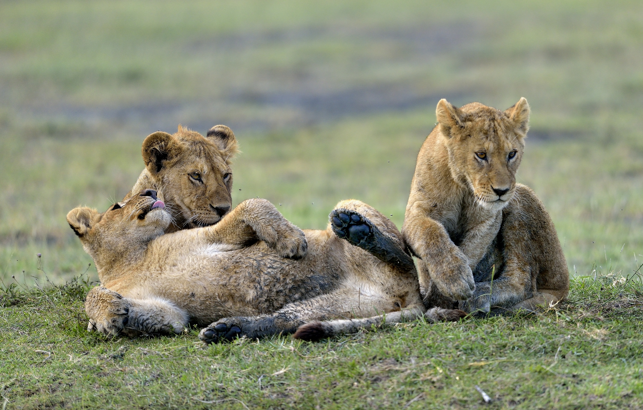 Ngorongoro Conservation Area - Giovani leoni