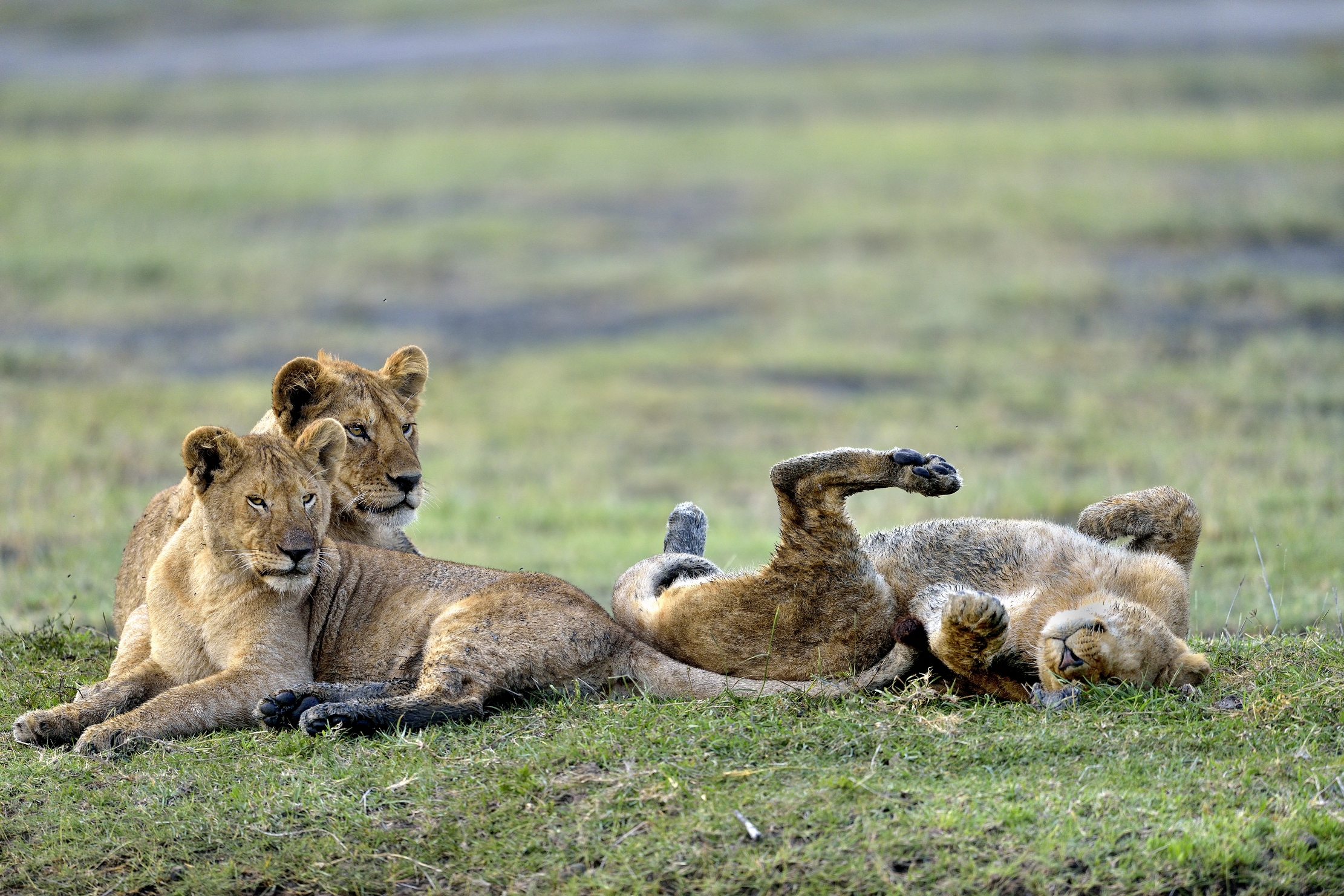 Ngorongoro Conservation Area - Giovani leoni