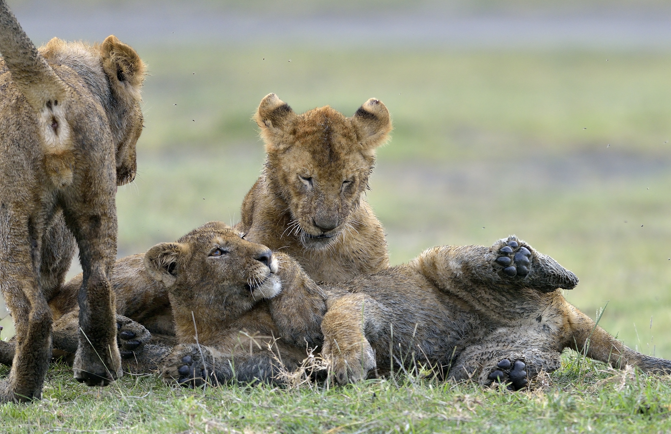 Ngorongoro Conservation Area - Giovani leoni