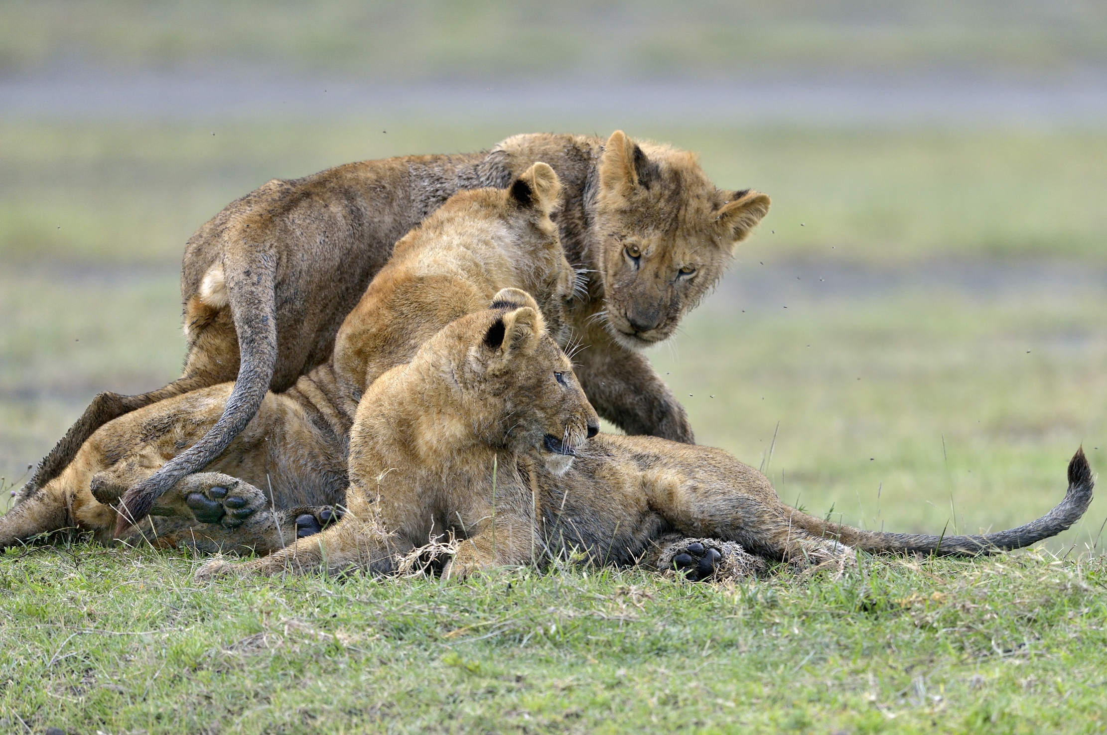 Ngorongoro Conservation Area - Giovani leoni
