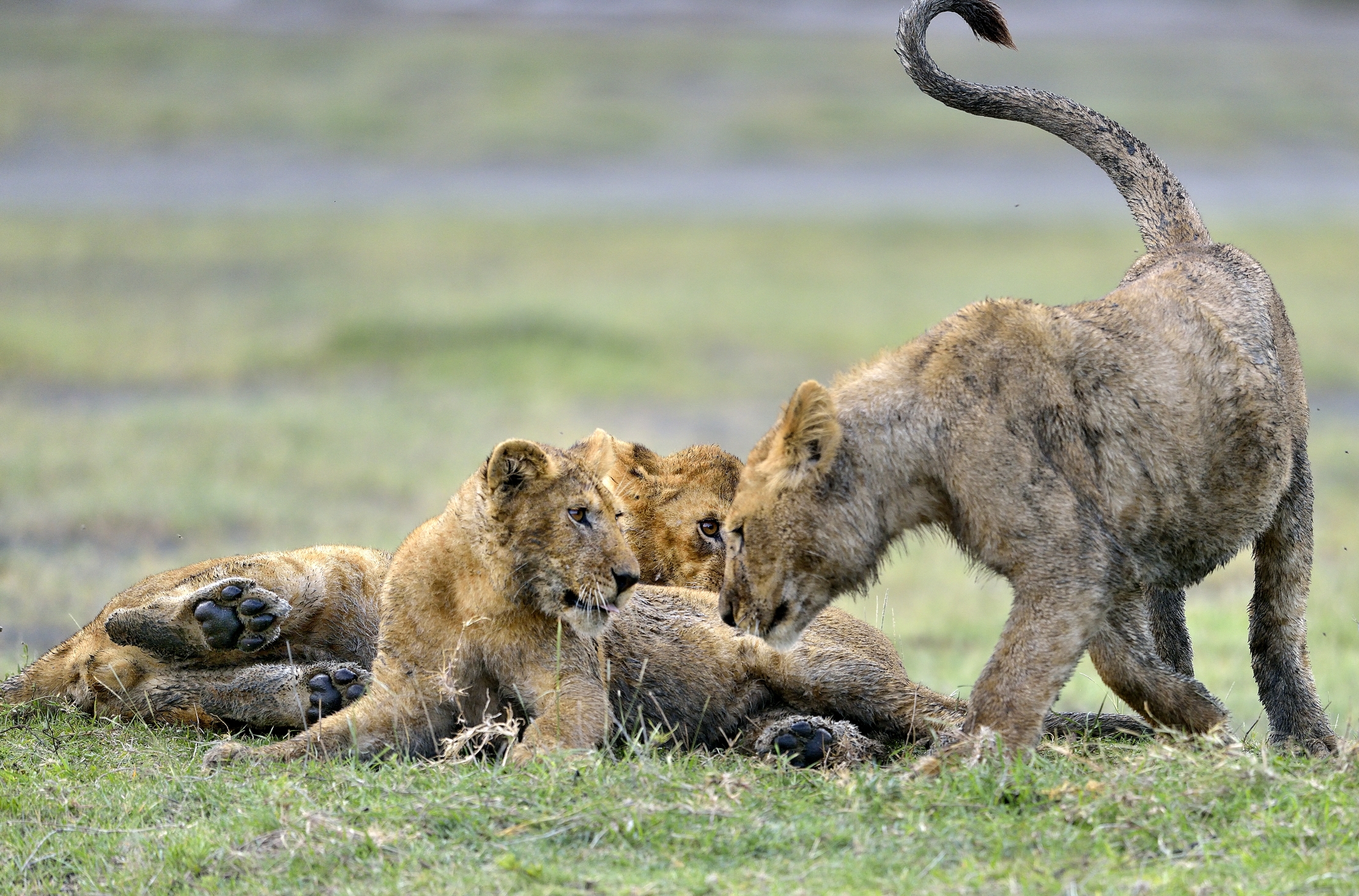 Ngorongoro Conservation Area - Giovani leoni