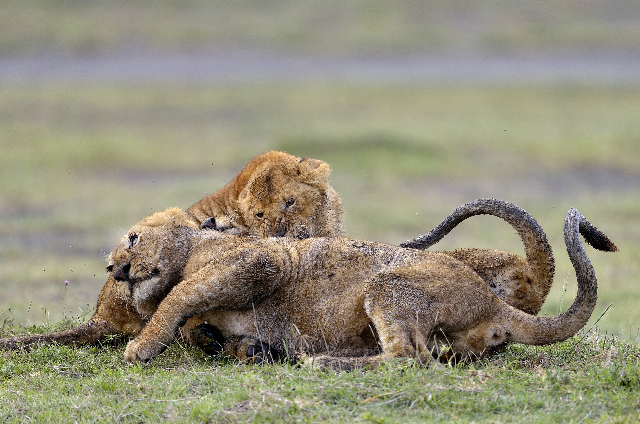 Ngorongoro Conservation Area - Giovani leoni