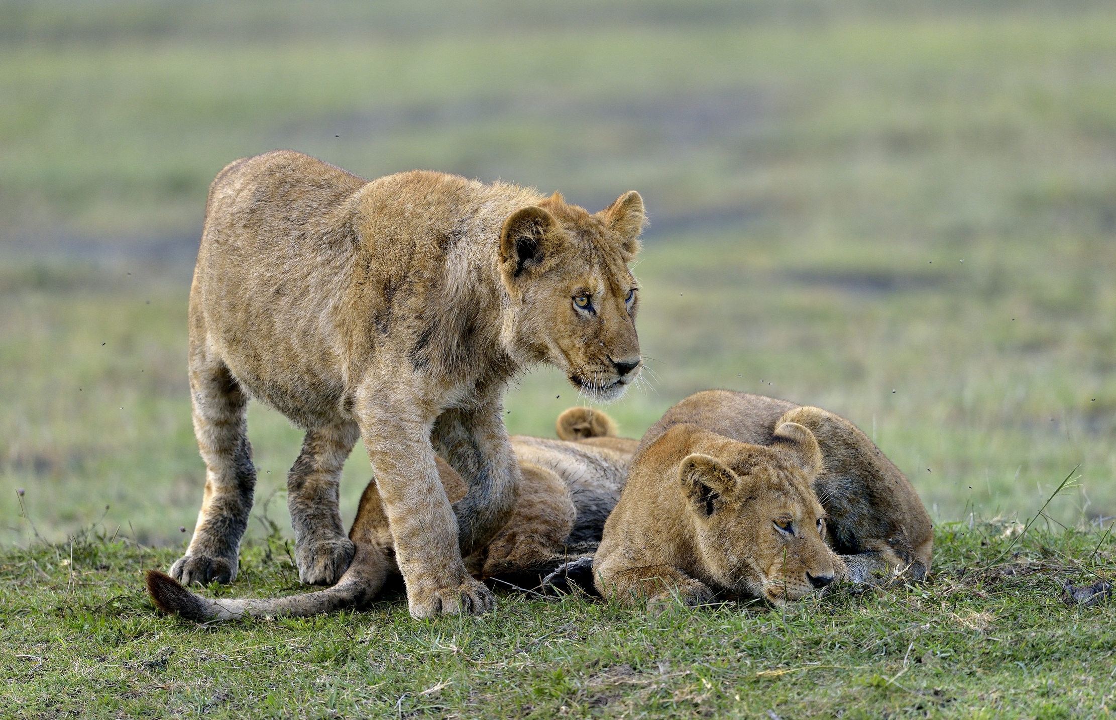Ngorongoro Conservation Area - Giovani leoni