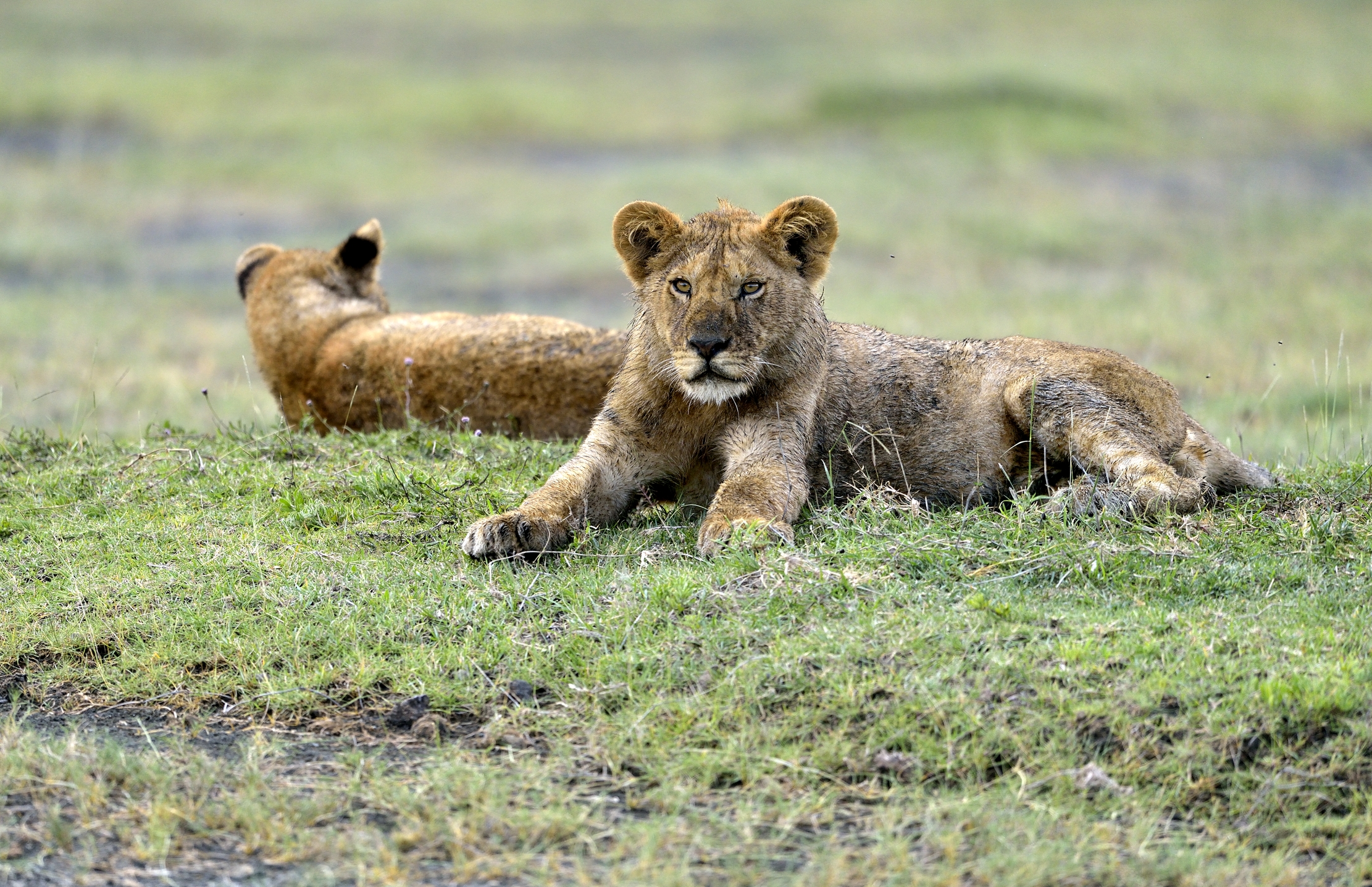 Ngorongoro Conservation Area - Giovani leoni
