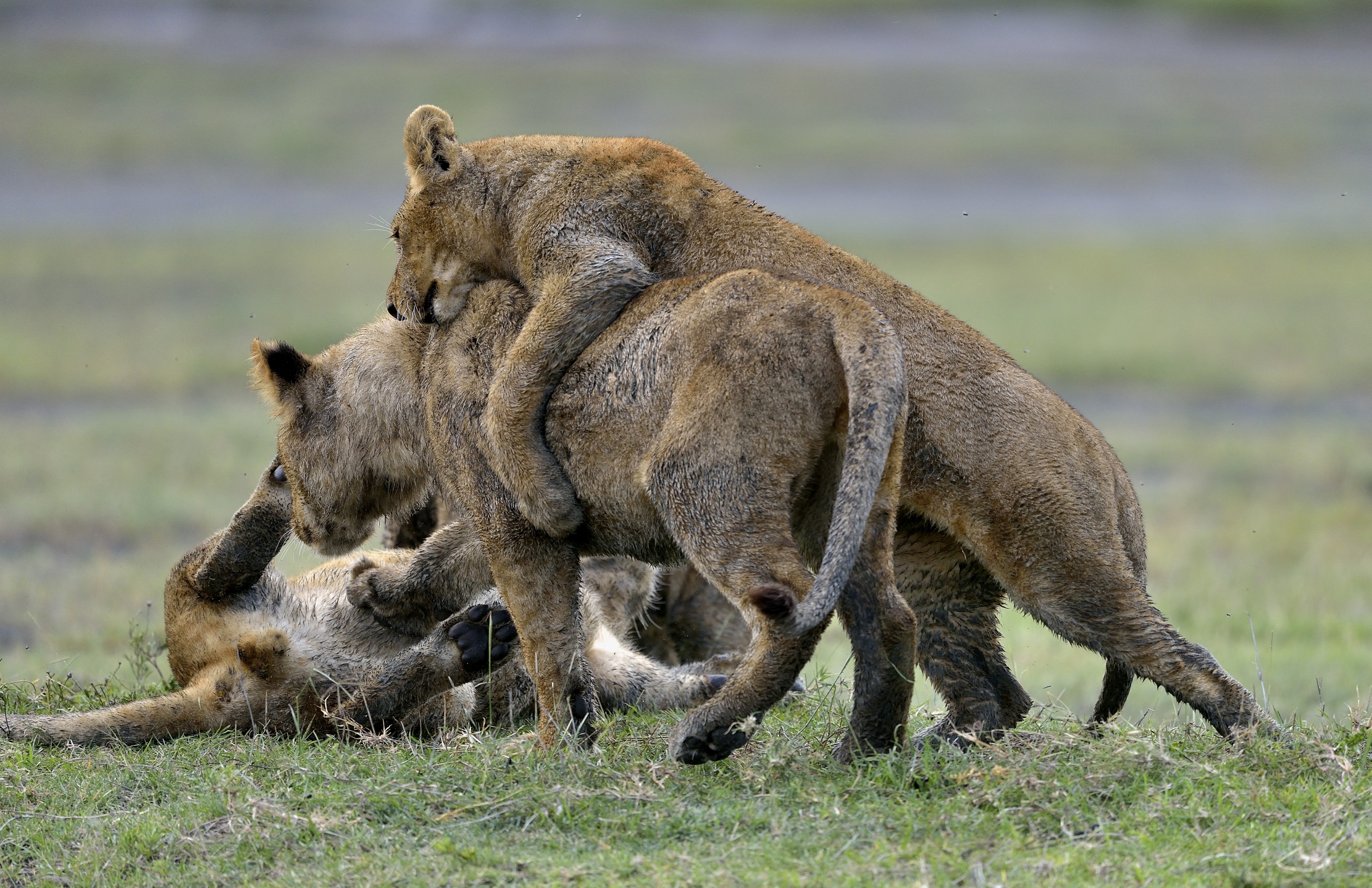 Ngorongoro Conservation Area - Giovani leoni