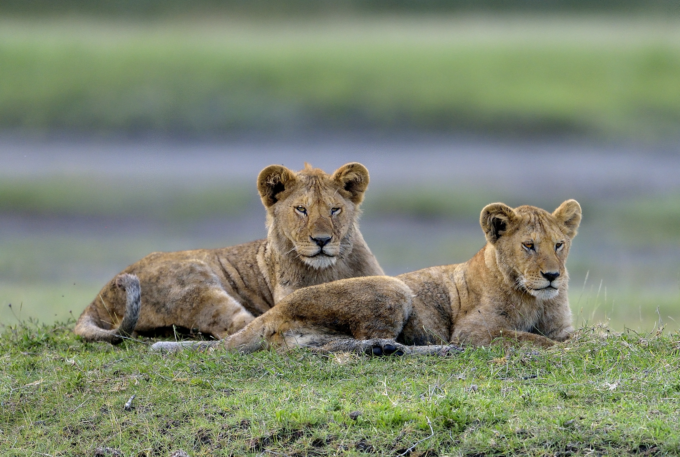 Ngorongoro Conservation Area - Giovani leoni