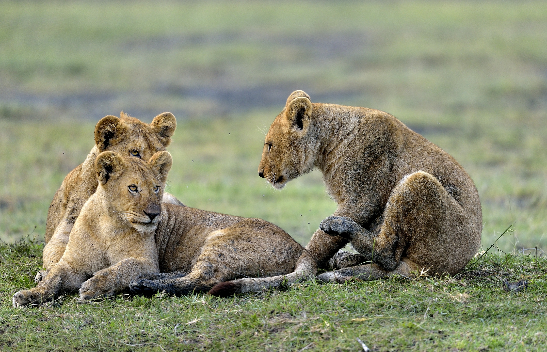 Ngorongoro Conservation Area - Giovani leoni