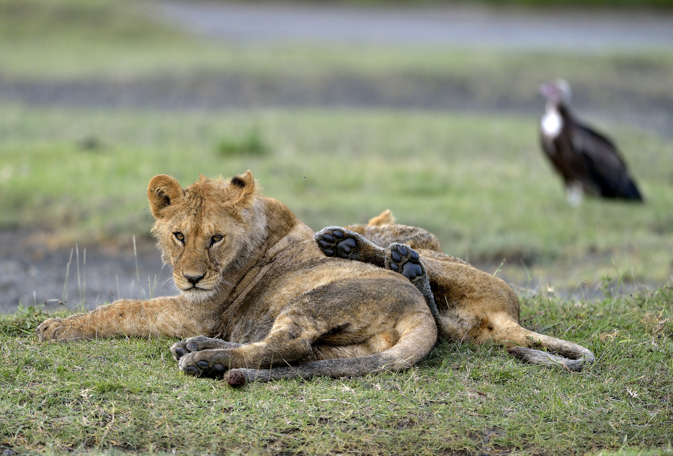Ngorongoro Conservation Area - Giovani leoni