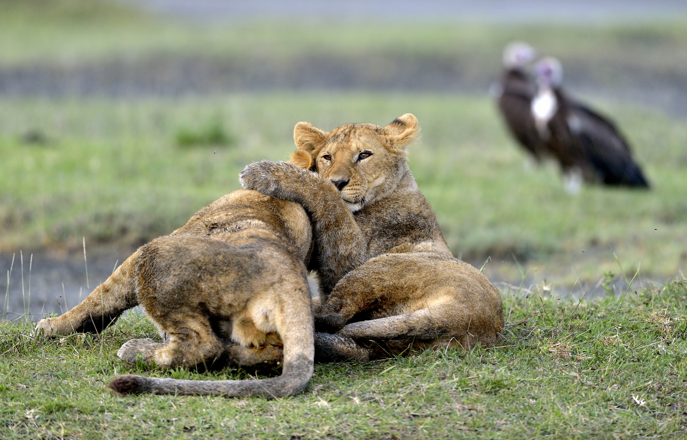 Ngorongoro Conservation Area - Giovani leoni