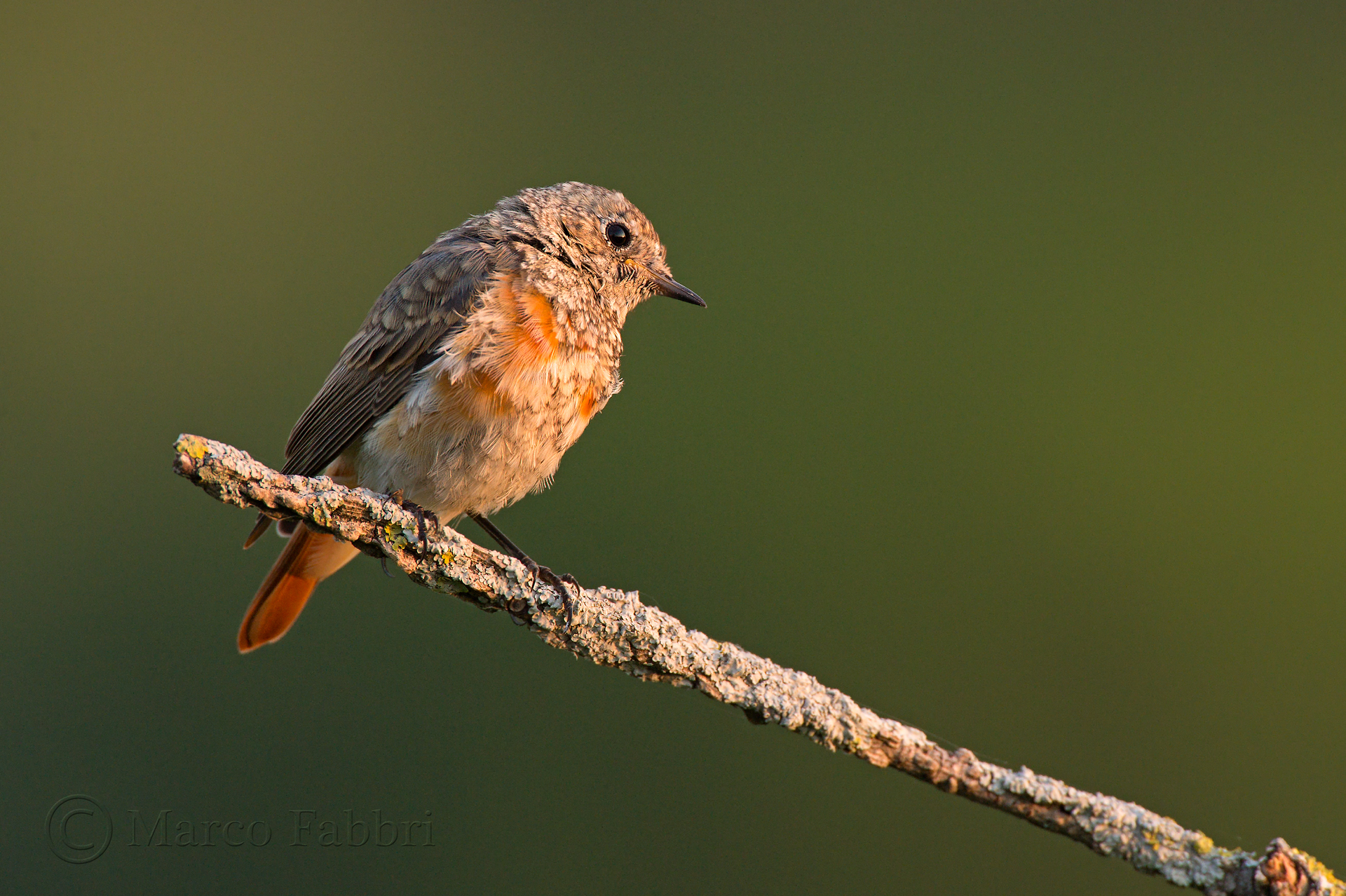 Redstart Juv