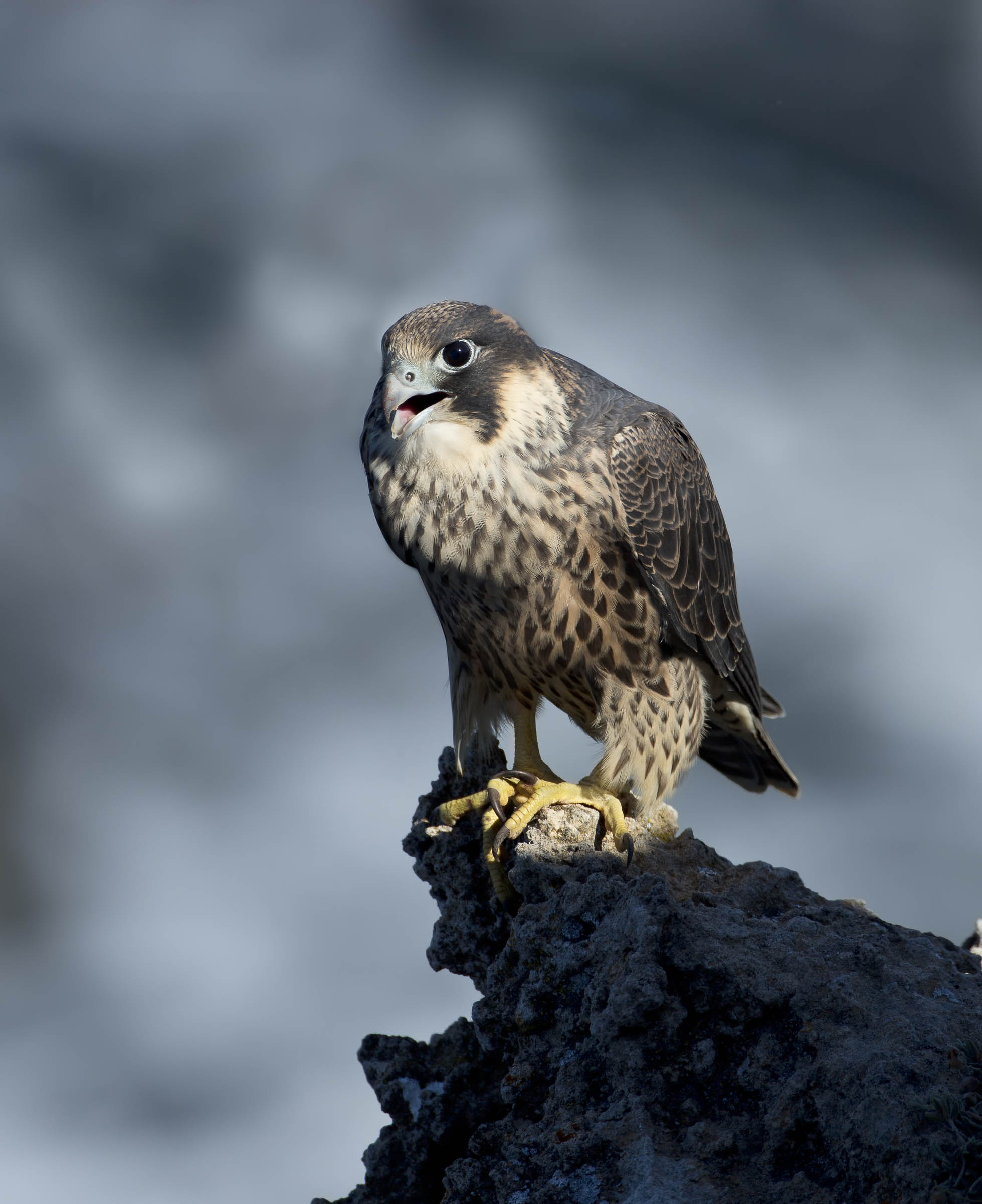 falco pellegrino giovane