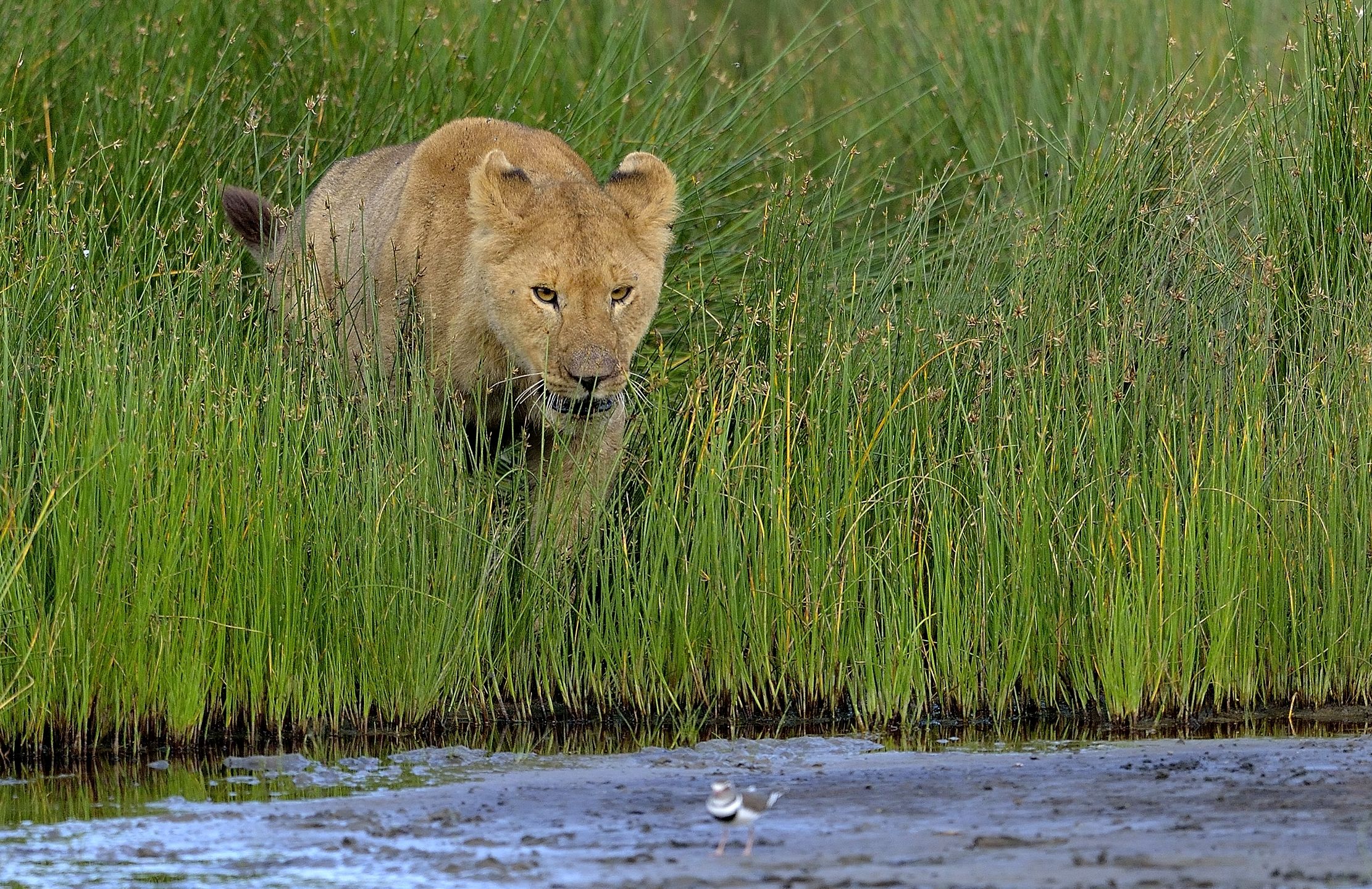 Ngorongoro Conservation Area - Giovani leoni