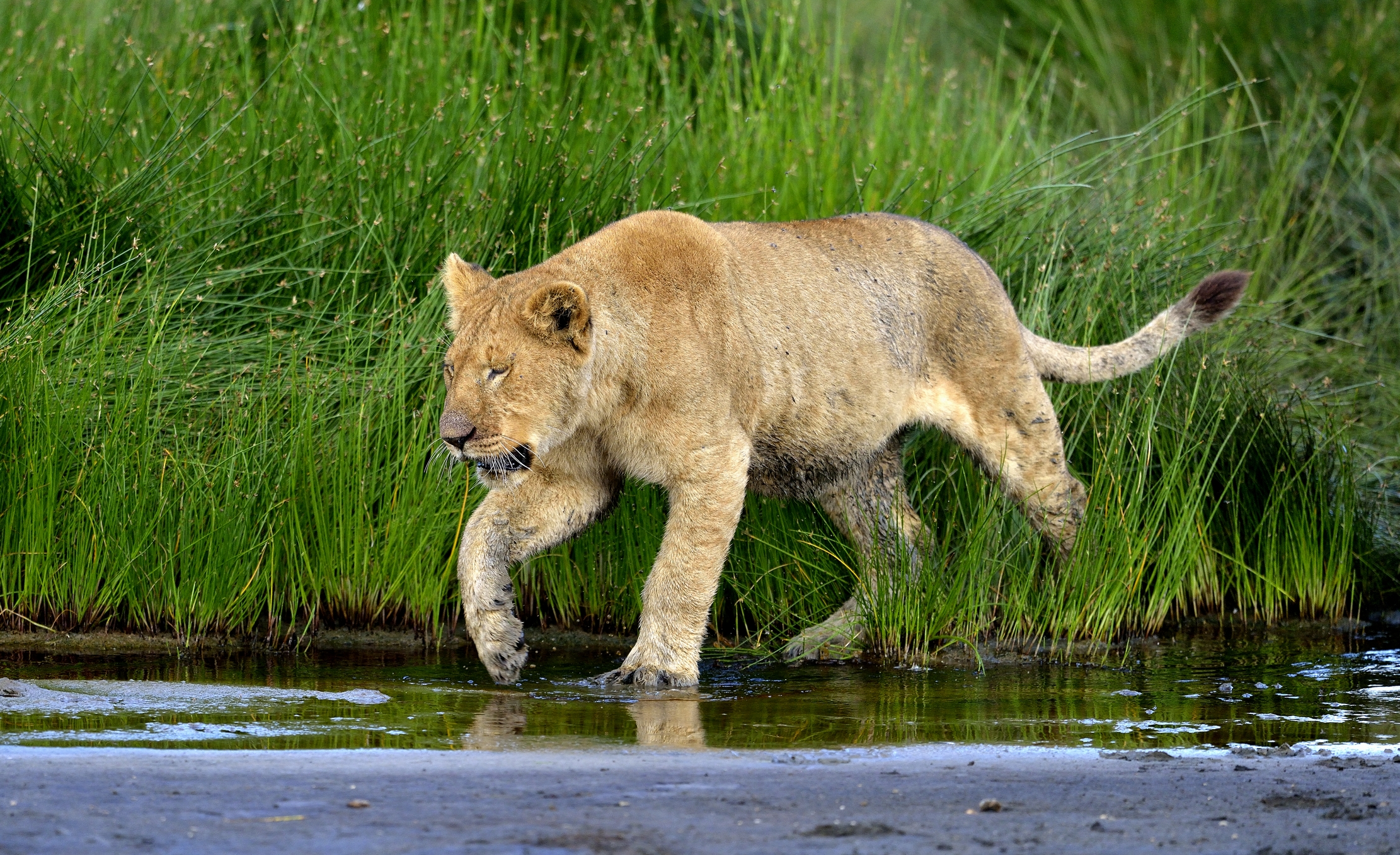 Ngorongoro Conservation Area - Giovani leoni