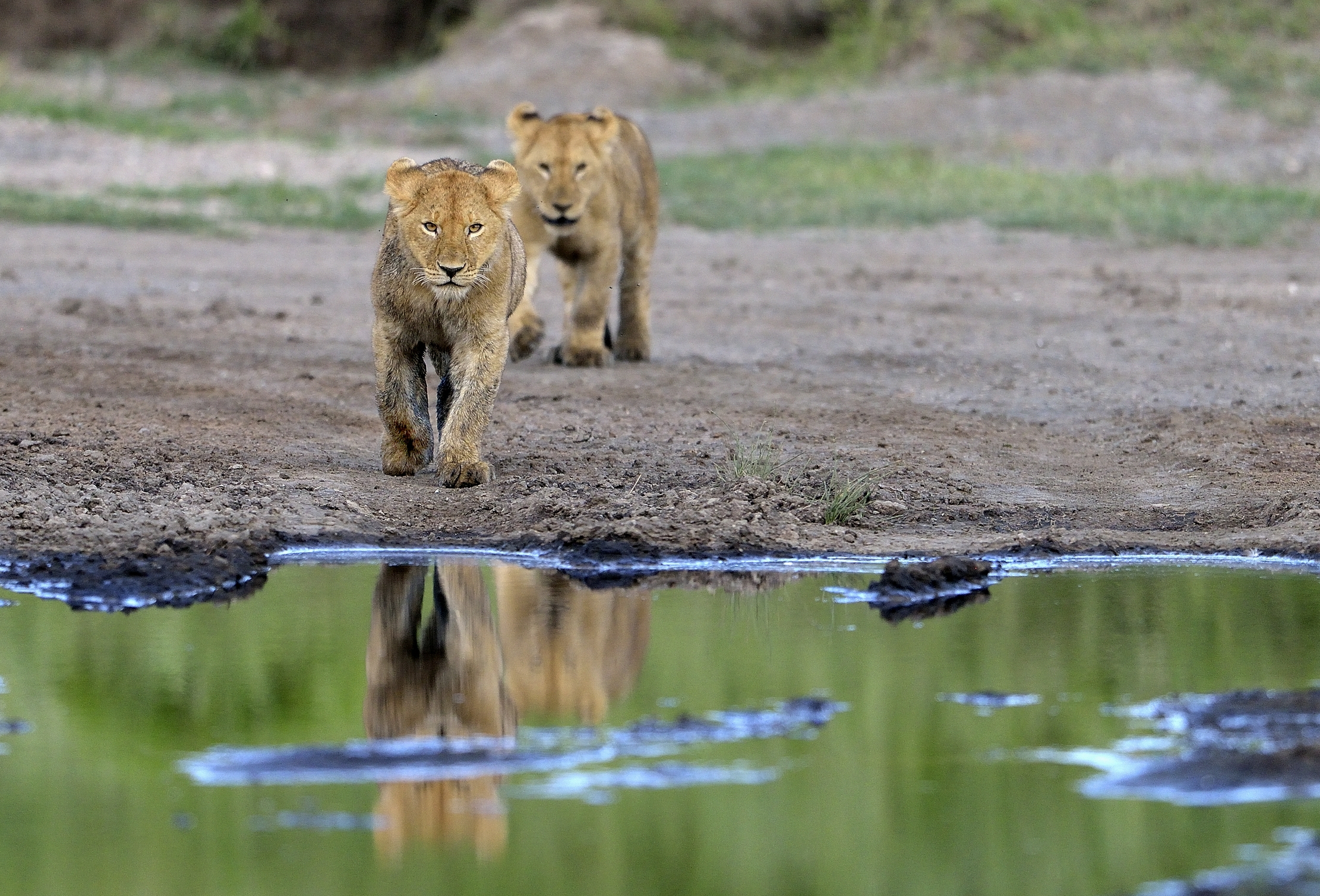 Ngorongoro Conservation Area - Giovani leoni